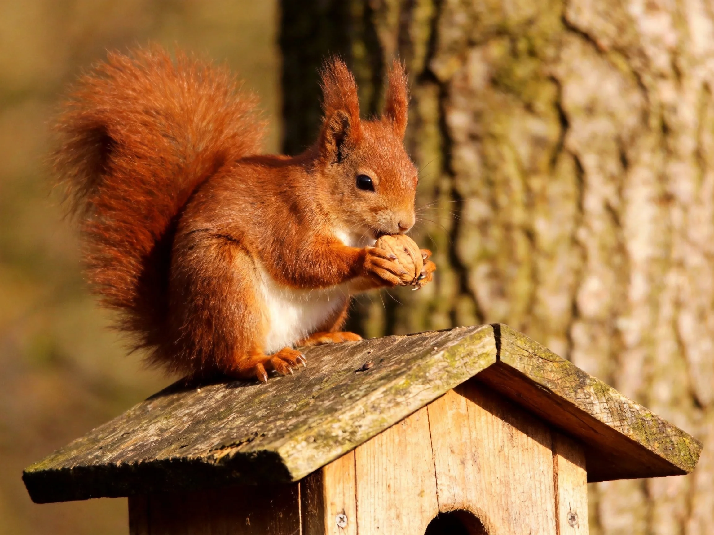 A vibrant red squirrel nibbles a nut atop a wooden birdhouse near a tree
