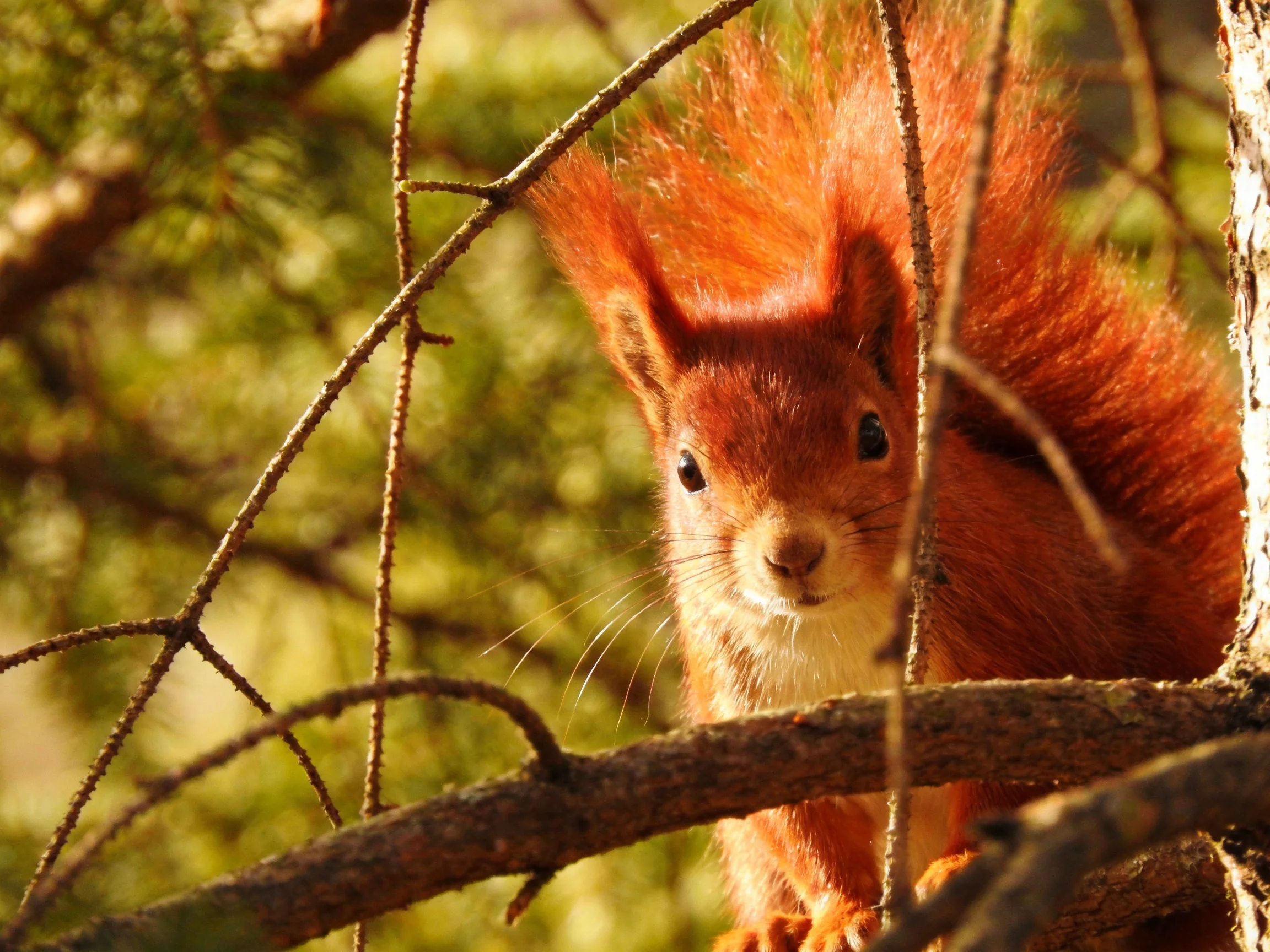 A vibrant red squirrel peeks from behind tree branches in golden light