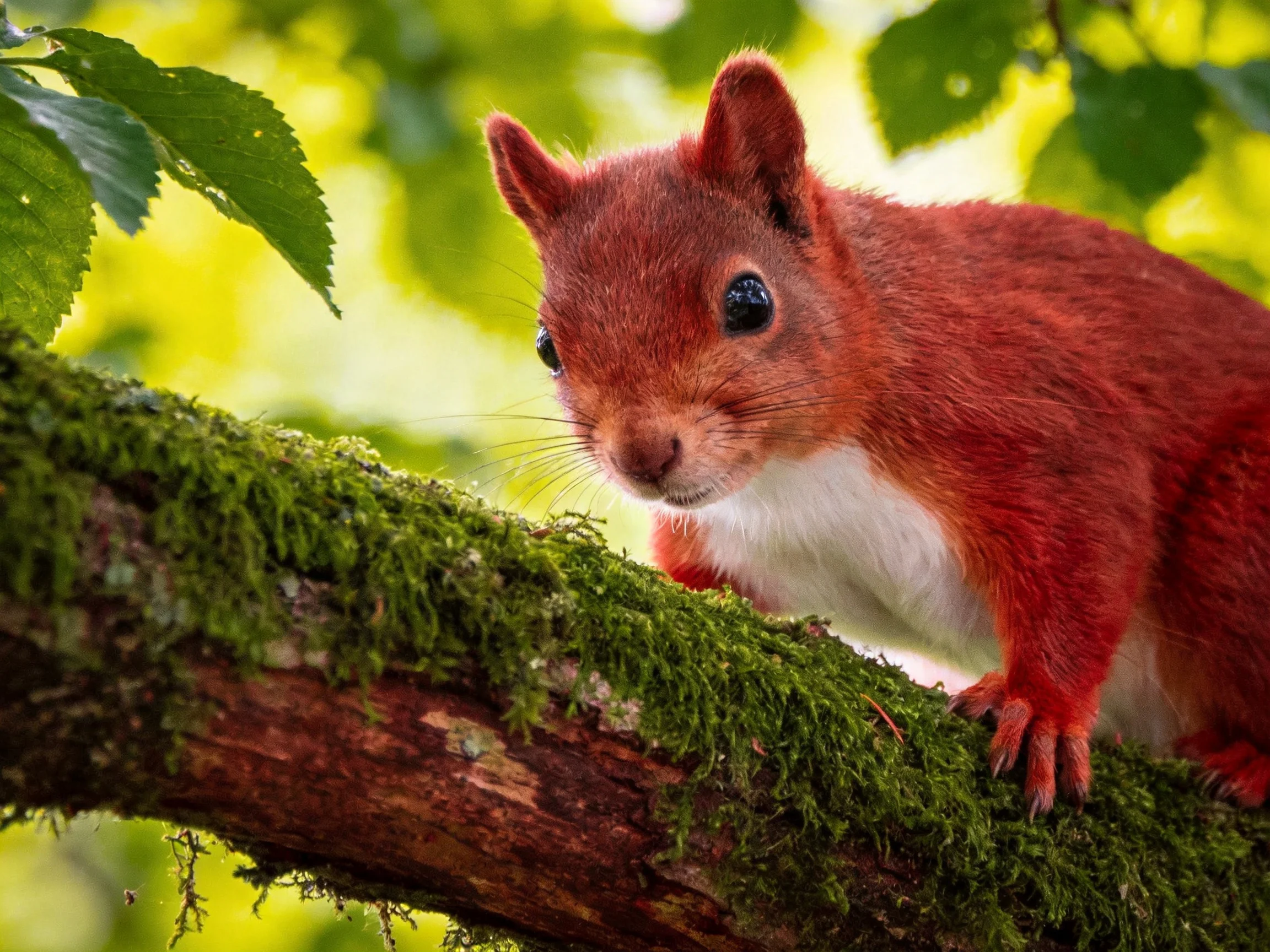 A red squirrel sits on a mossy branch among lush green foliage.