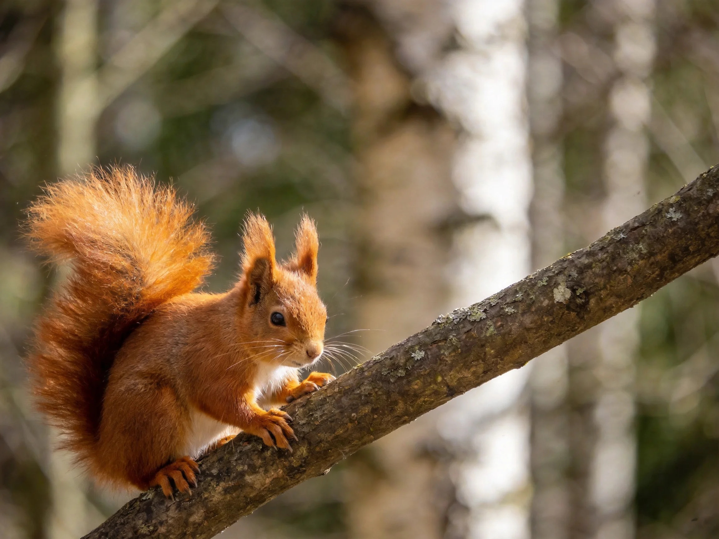 A vibrant red squirrel perched on a moss-dusted tree branch
