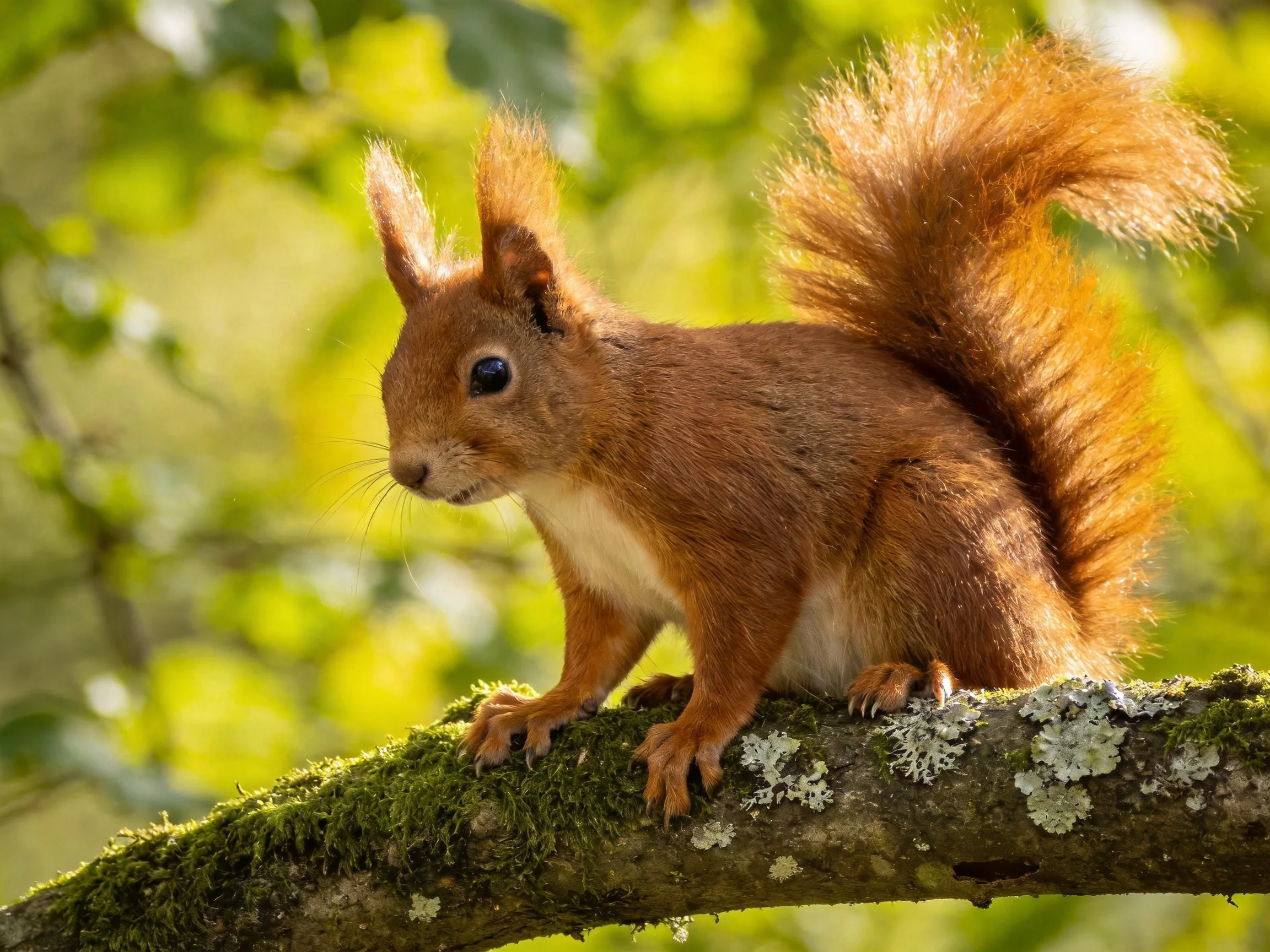 A vibrant red squirrel perched on a mossy tree branch