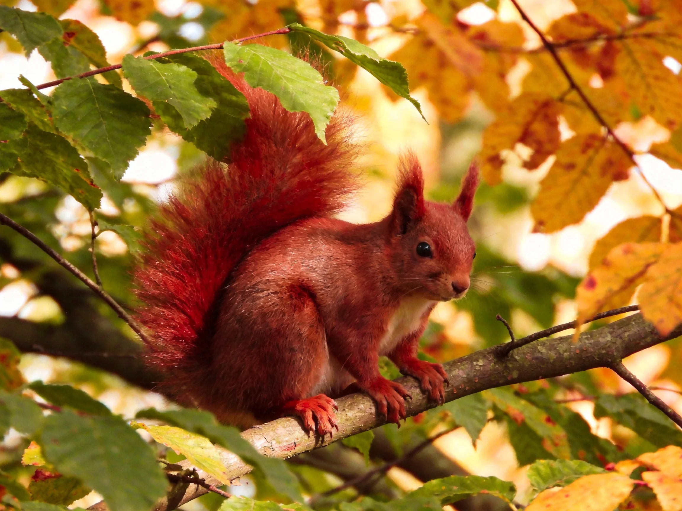A vibrant red squirrel perched on a tree branch amid autumn foliage