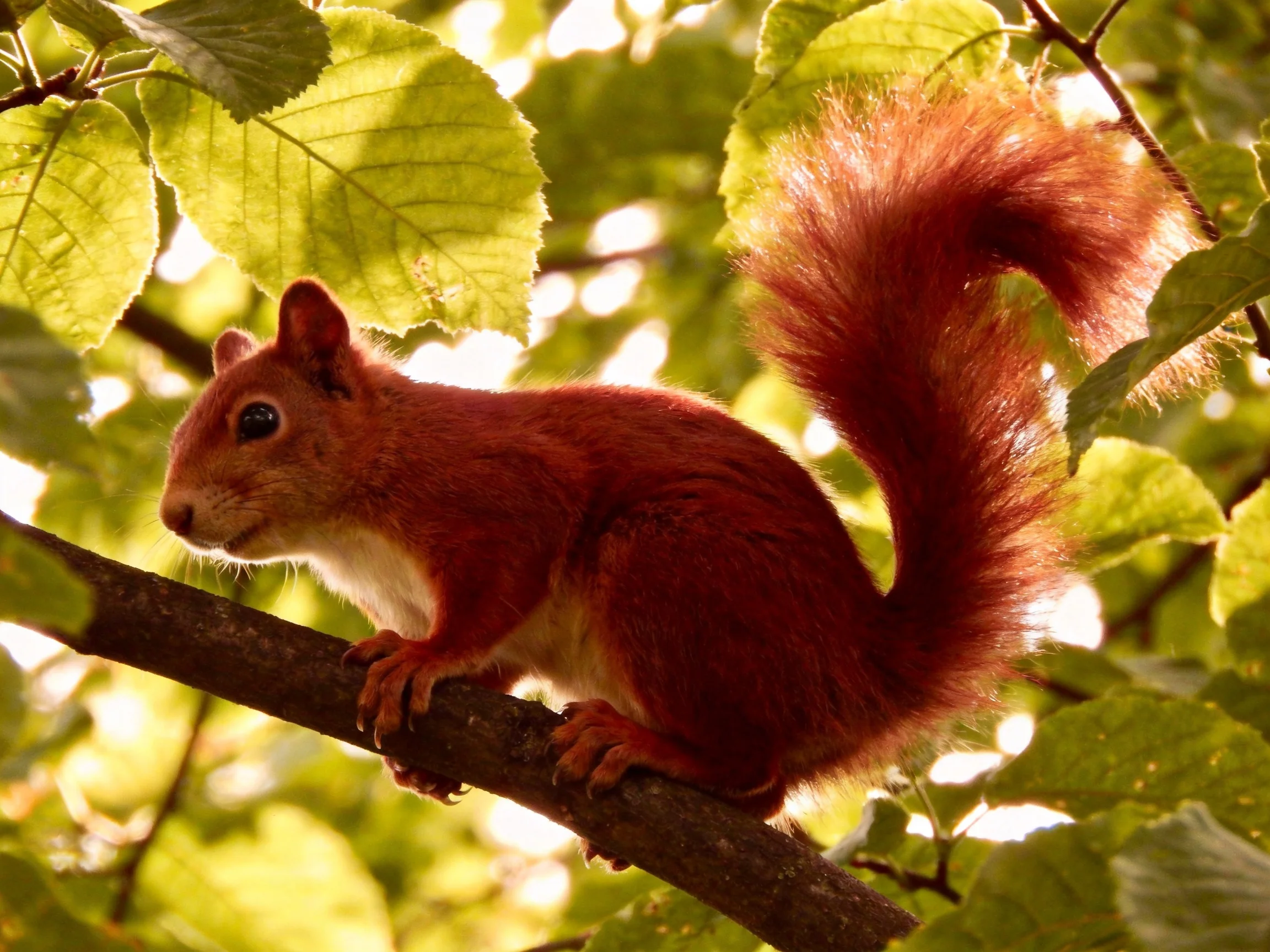 A red squirrel sits on a tree branch among green leaves.