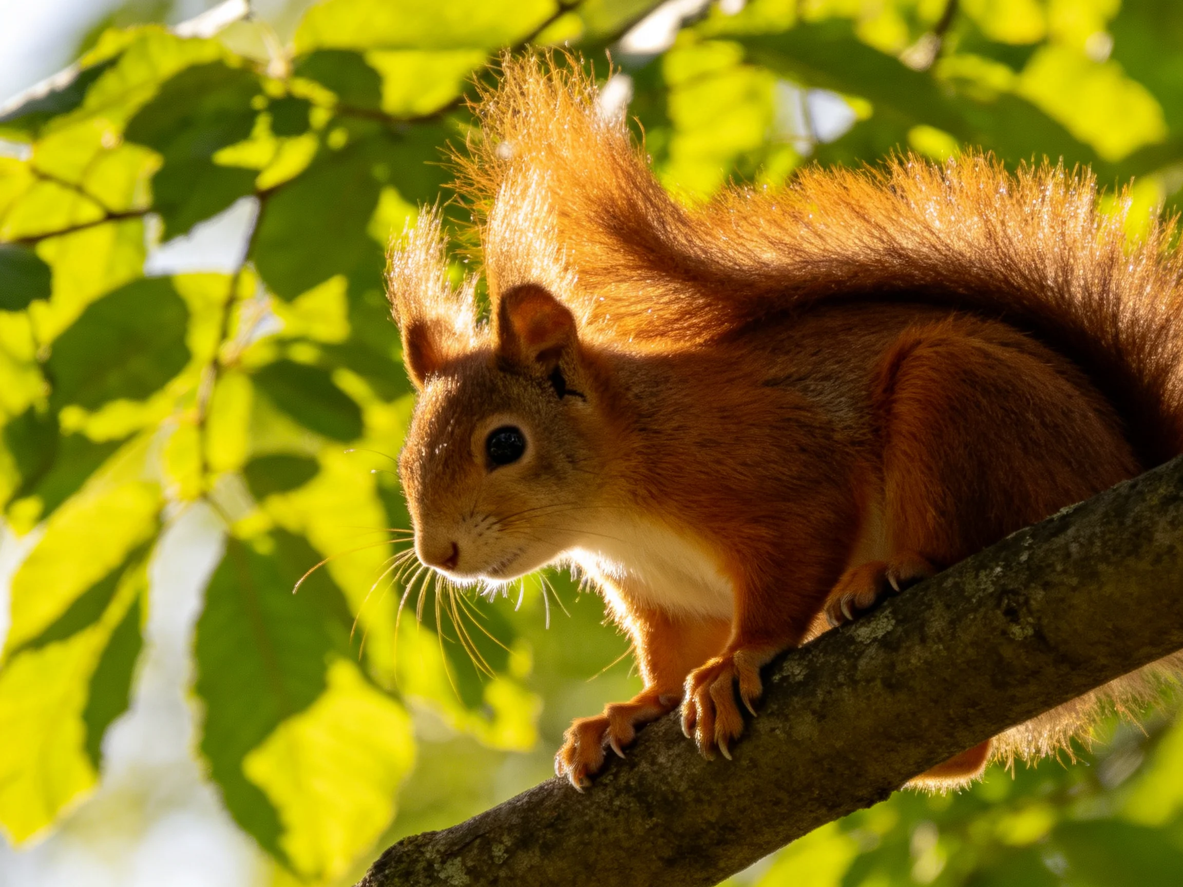 A vibrant red squirrel perched on a tree branch amid lush green foliage