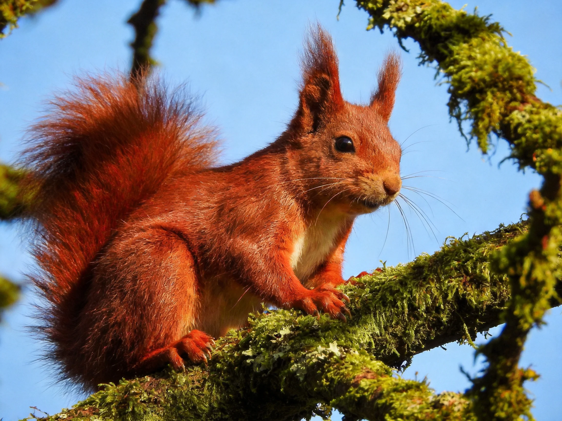 A vibrant red squirrel perched on moss-covered tree branches