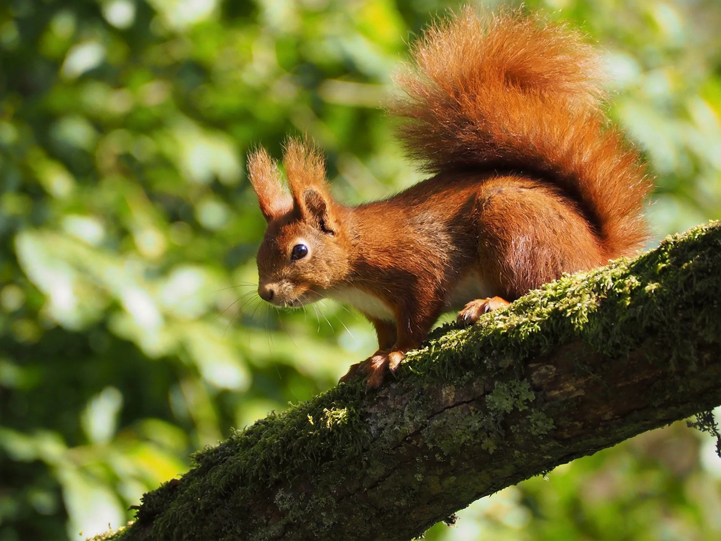 A vibrant red squirrel perches on a moss-covered tree branch
