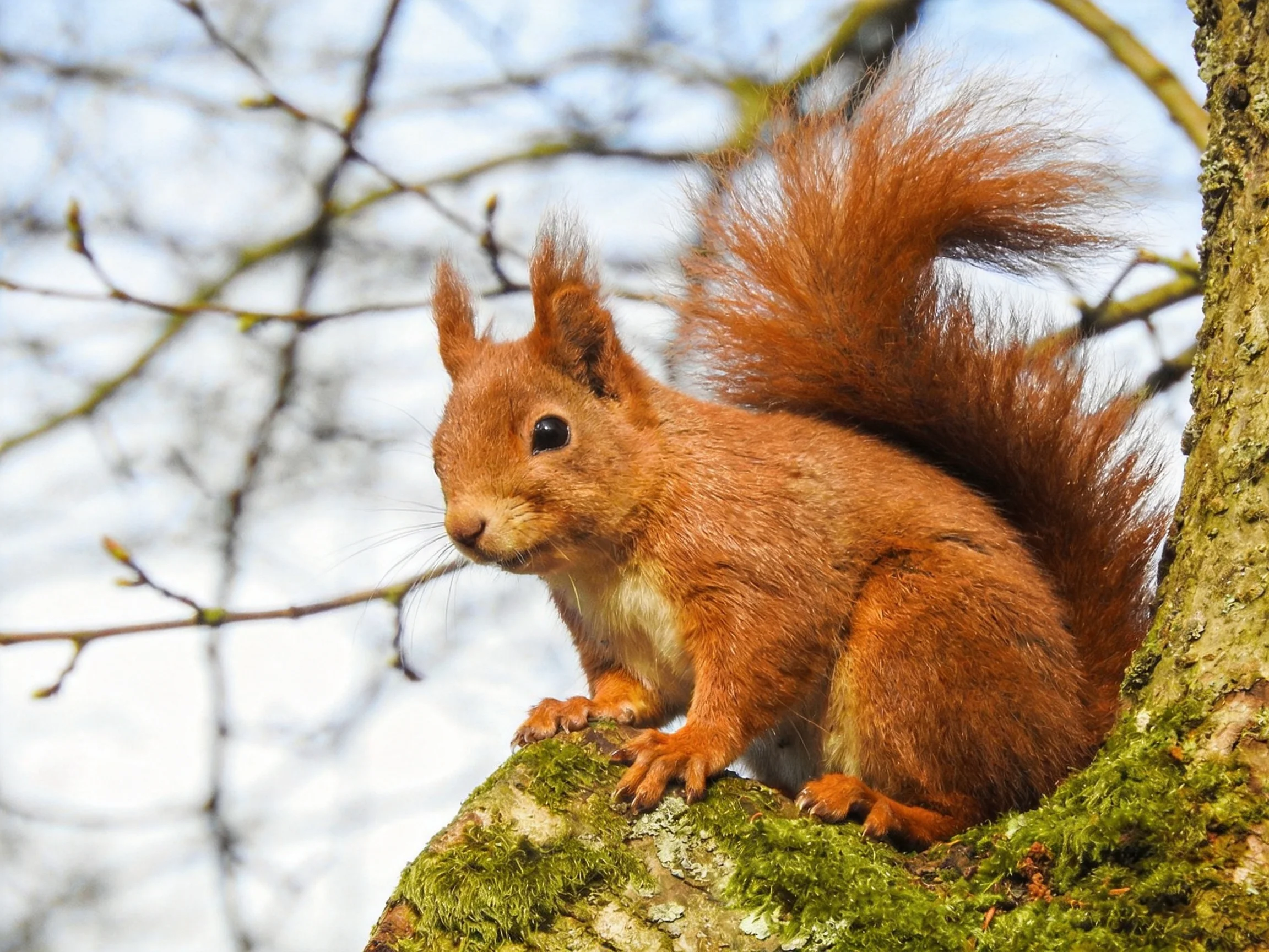 A vibrant red squirrel perches on a moss-covered tree trunk