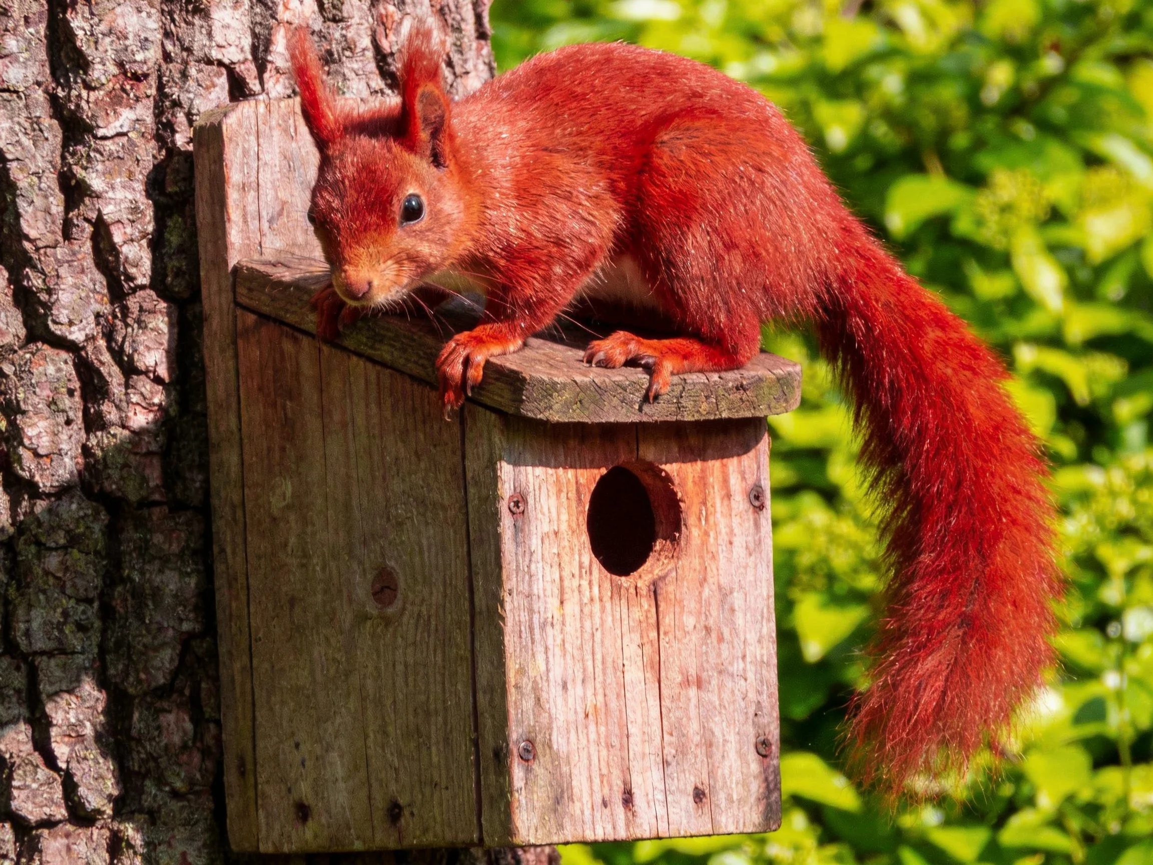 A red squirrel interacts with a wooden birdhouse on a tree trunk