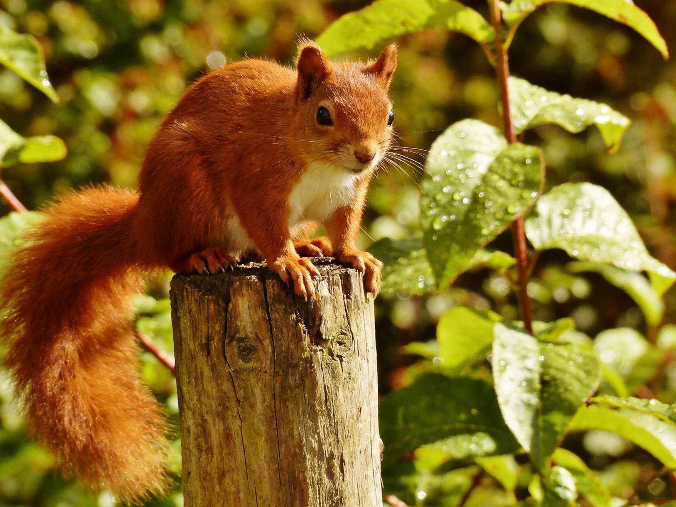 A vibrant red squirrel perches on a weathered wooden post