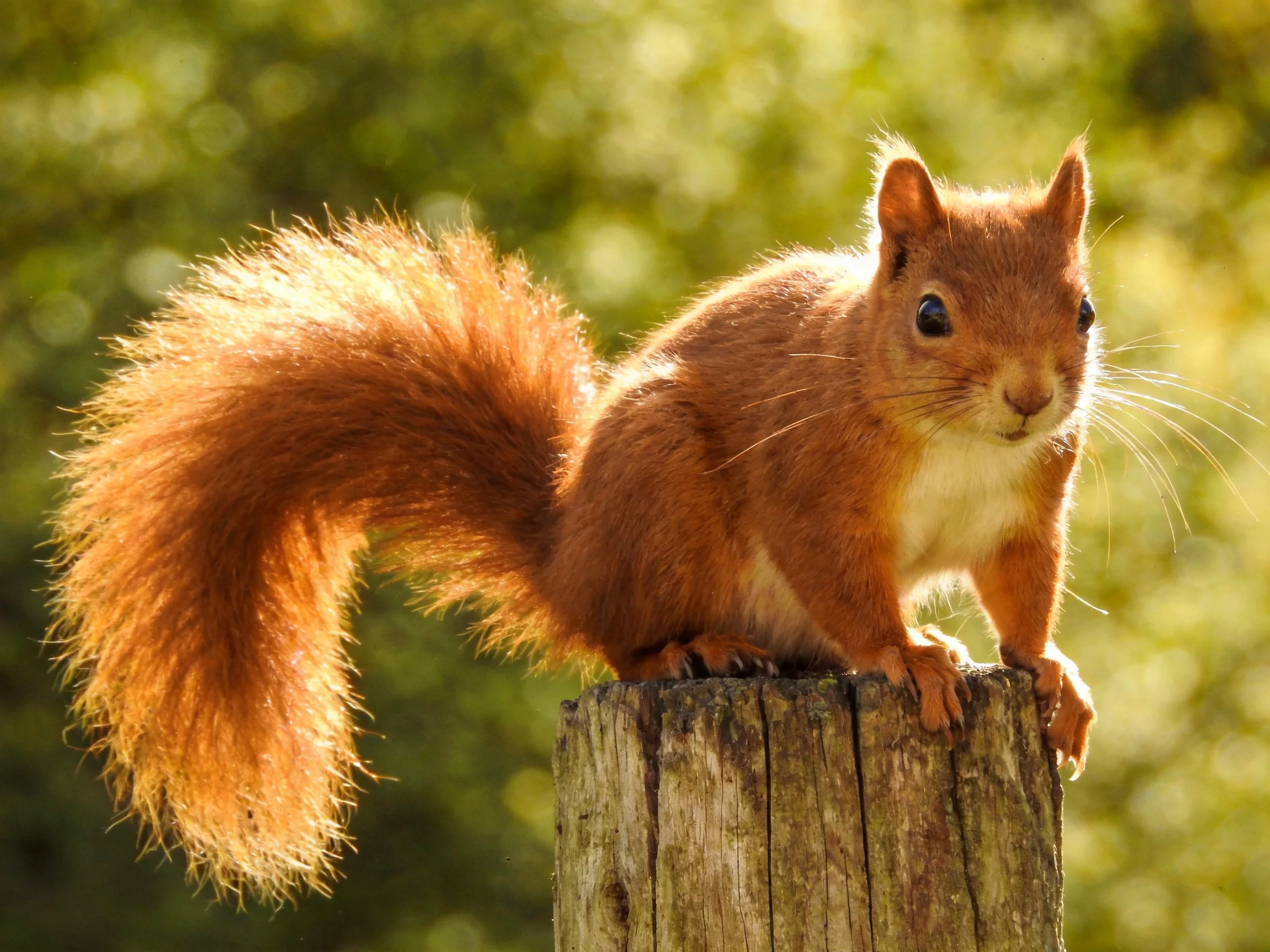 A vibrant red squirrel with a fluffy tailsits on a weathered wooden post