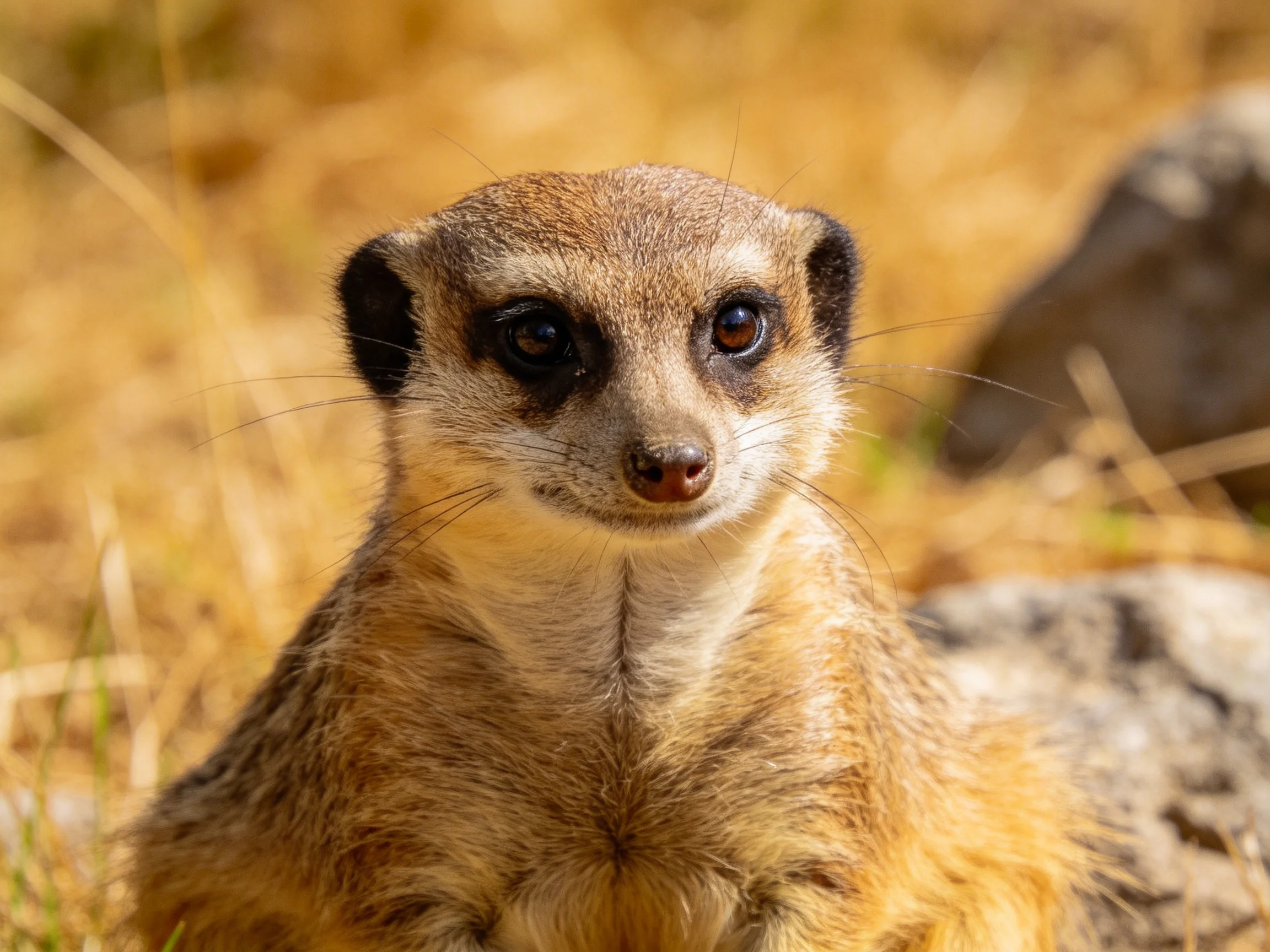 A vigilant meerkat perched among golden grass and rocky terrain