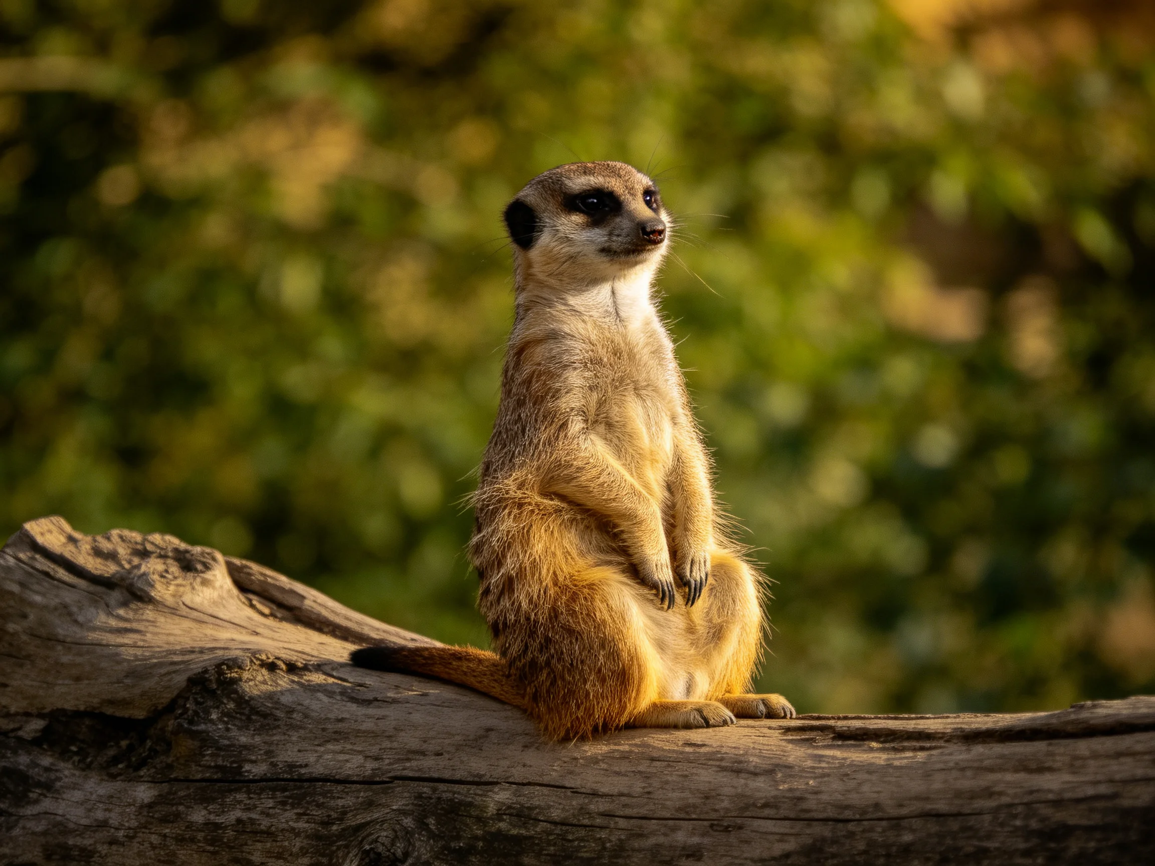 A vigilant meerkat sits atop a weathered log amid lush greenery