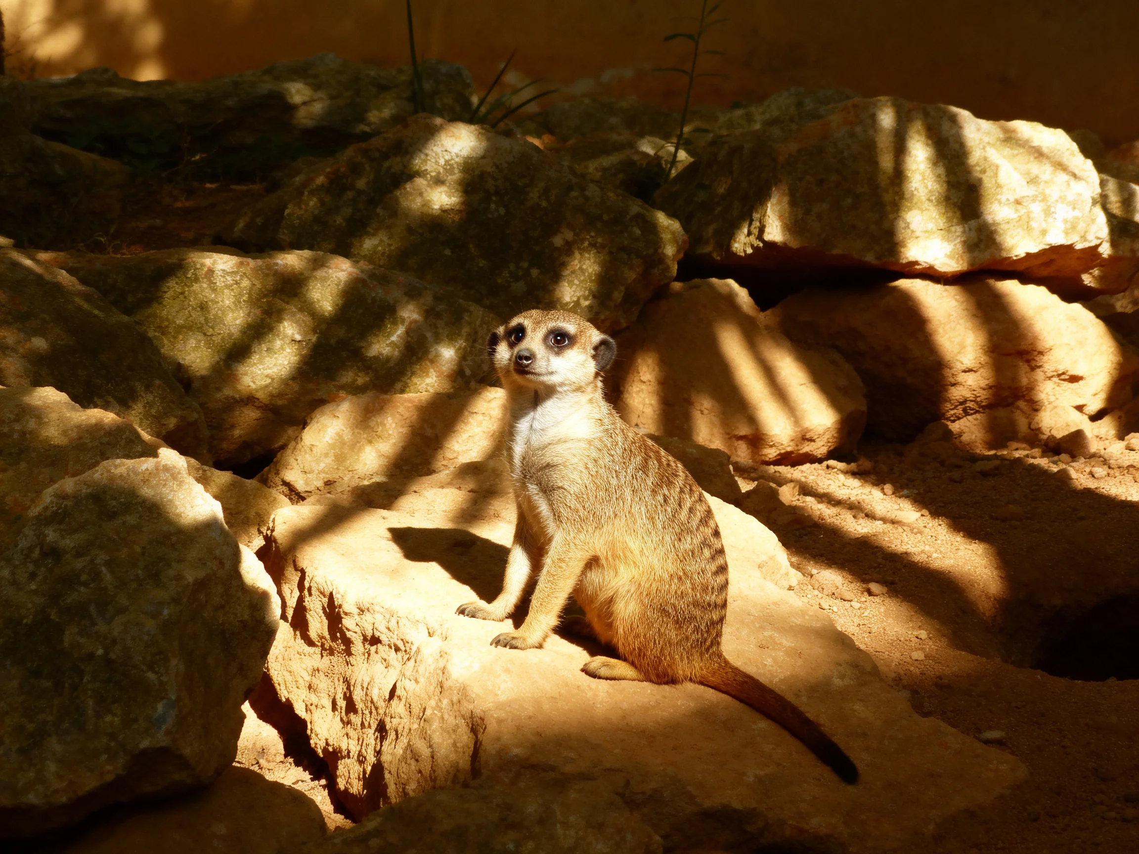 A vigilant meerkat sits on sun-warmed rocks amid large boulders