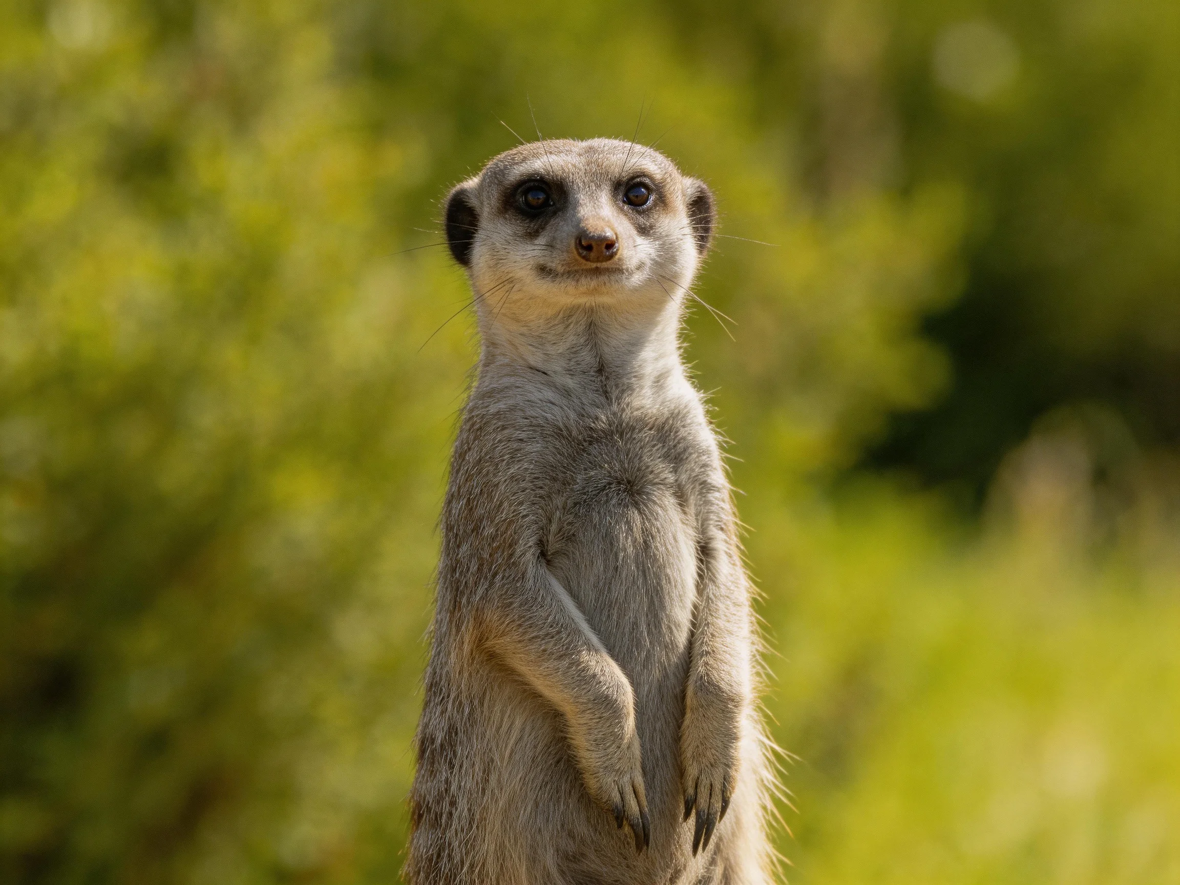 A vigilant meerkat stands against lush green foliage