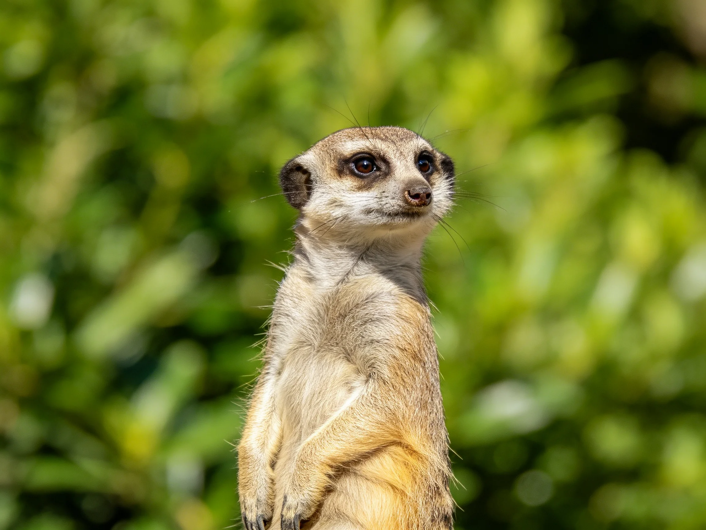 A vigilant meerkat stands against lush green foliage
