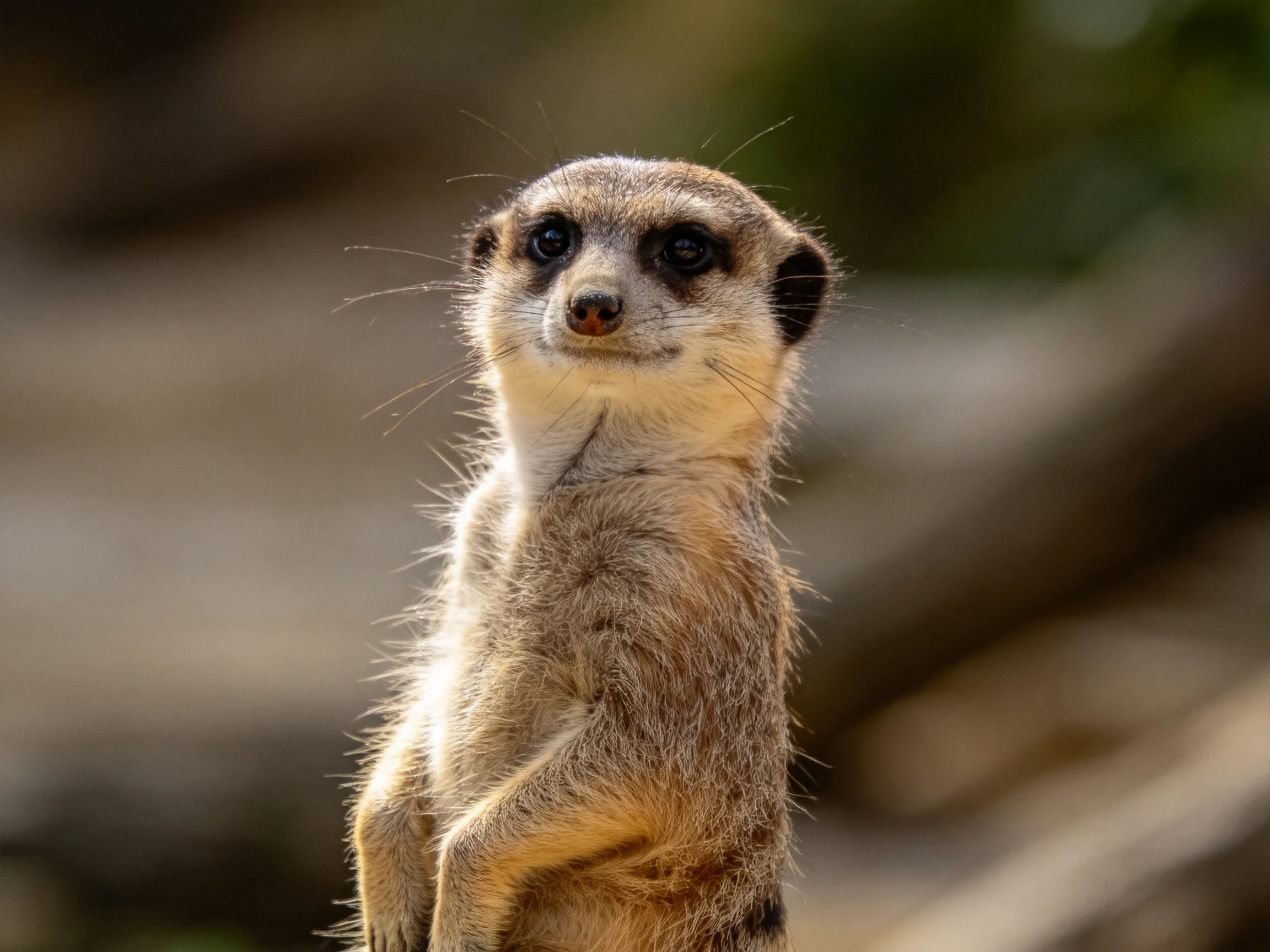 A vigilant meerkat stands alert with earthy brown fur and sharp gaze