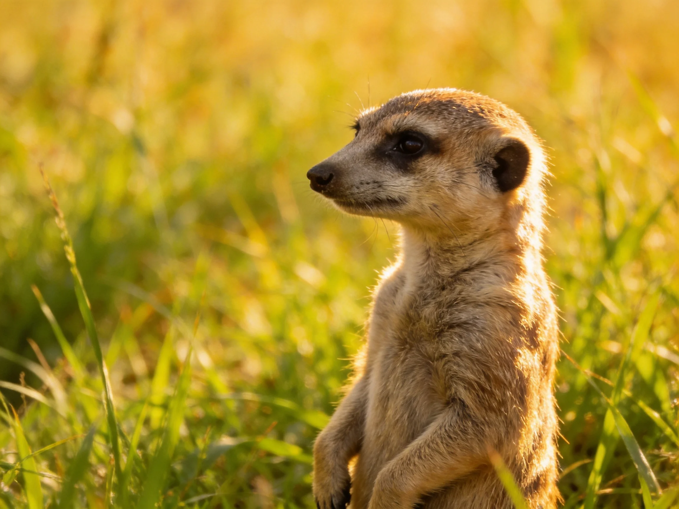 A vigilant meerkat stands amid golden-green tall grasses
