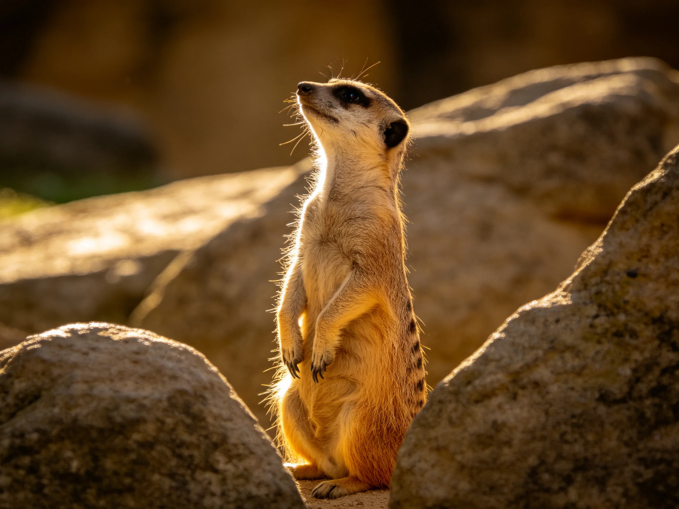 A vigilant meerkat stands amid large tan rocks under golden sunlight