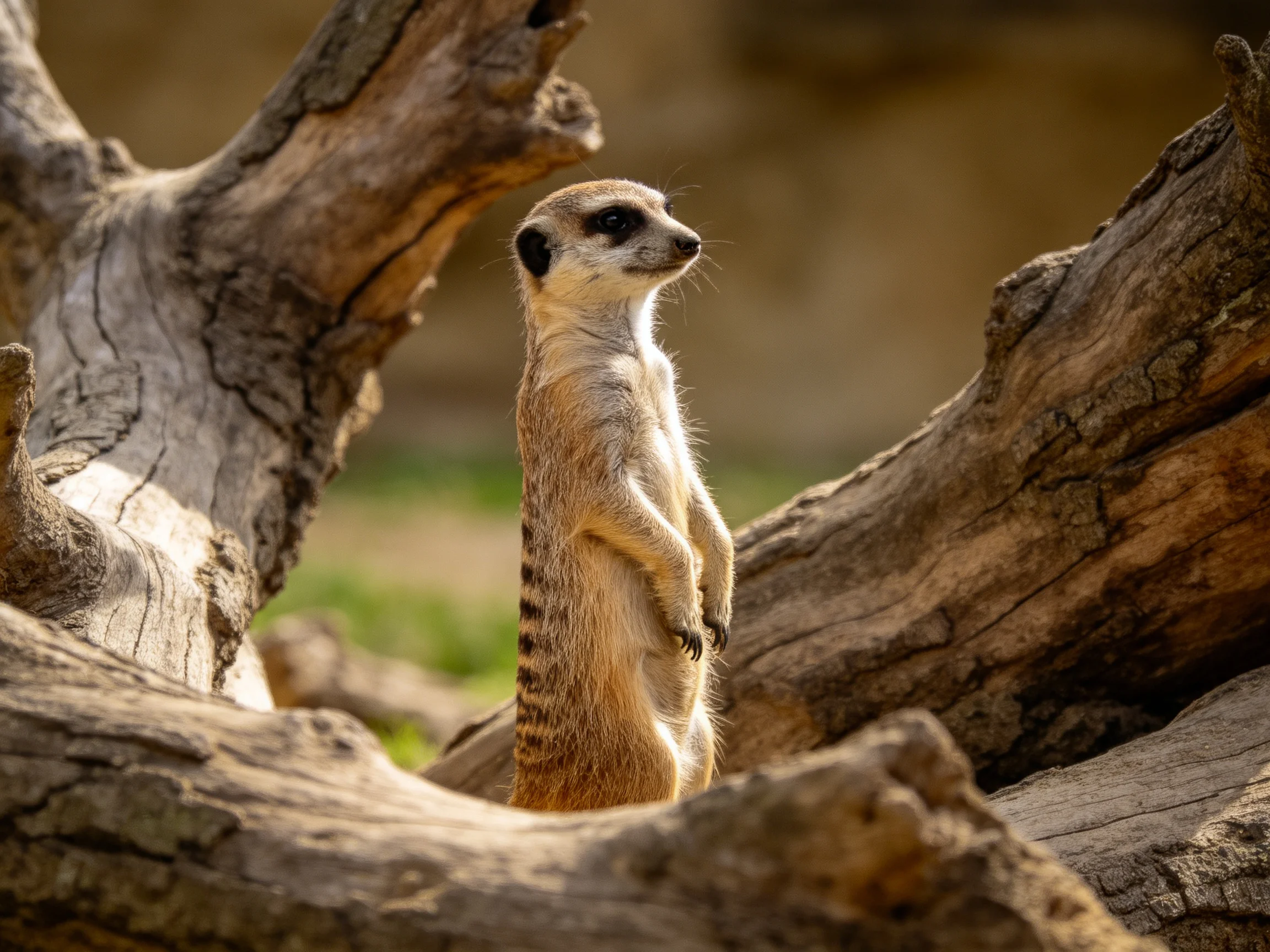 A vigilant meerkat stands amid weathered brown tree trunks