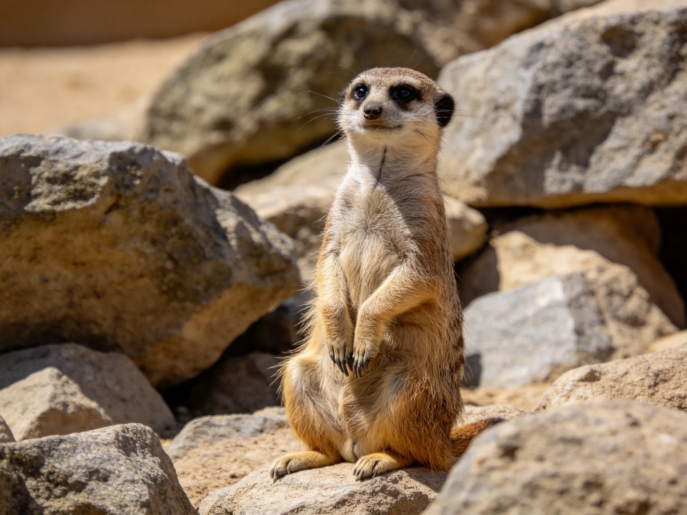 A vigilant meerkat stands among large gray rocks in sunny surroundings