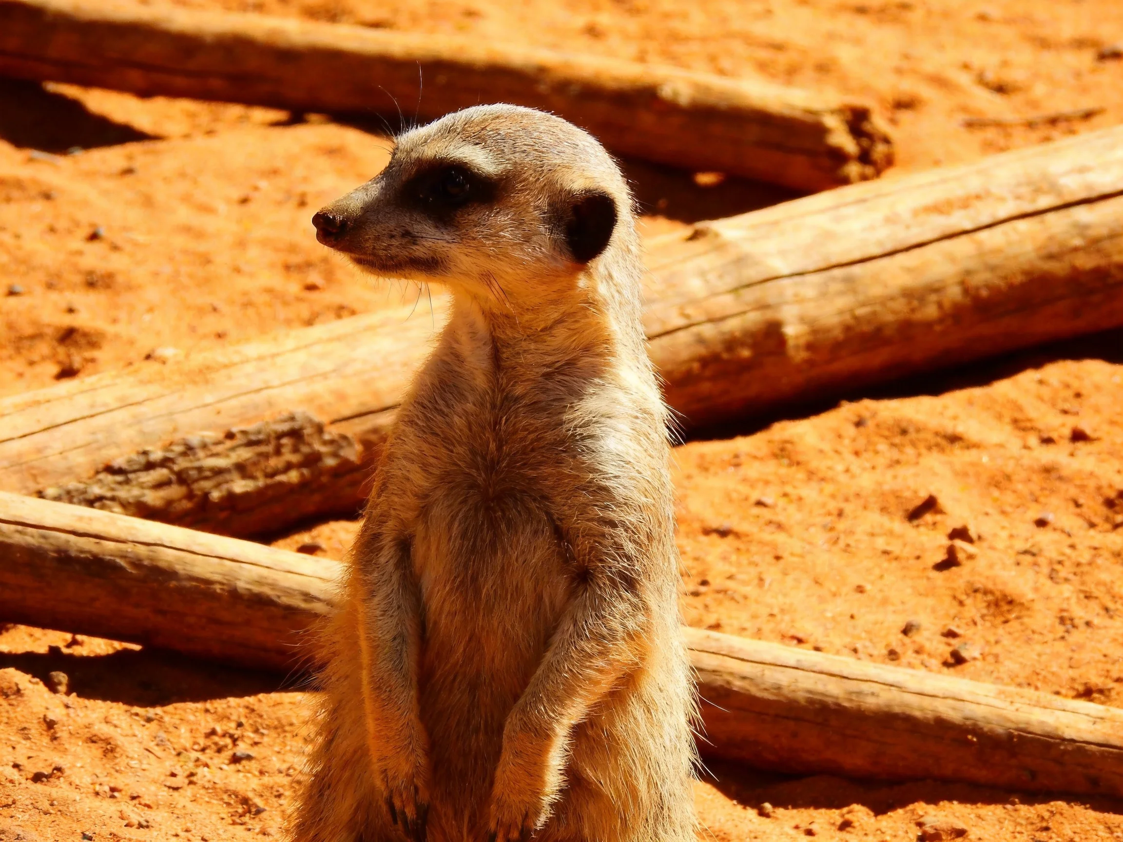 A vigilant meerkat stands among sandy earth and aged wooden logs