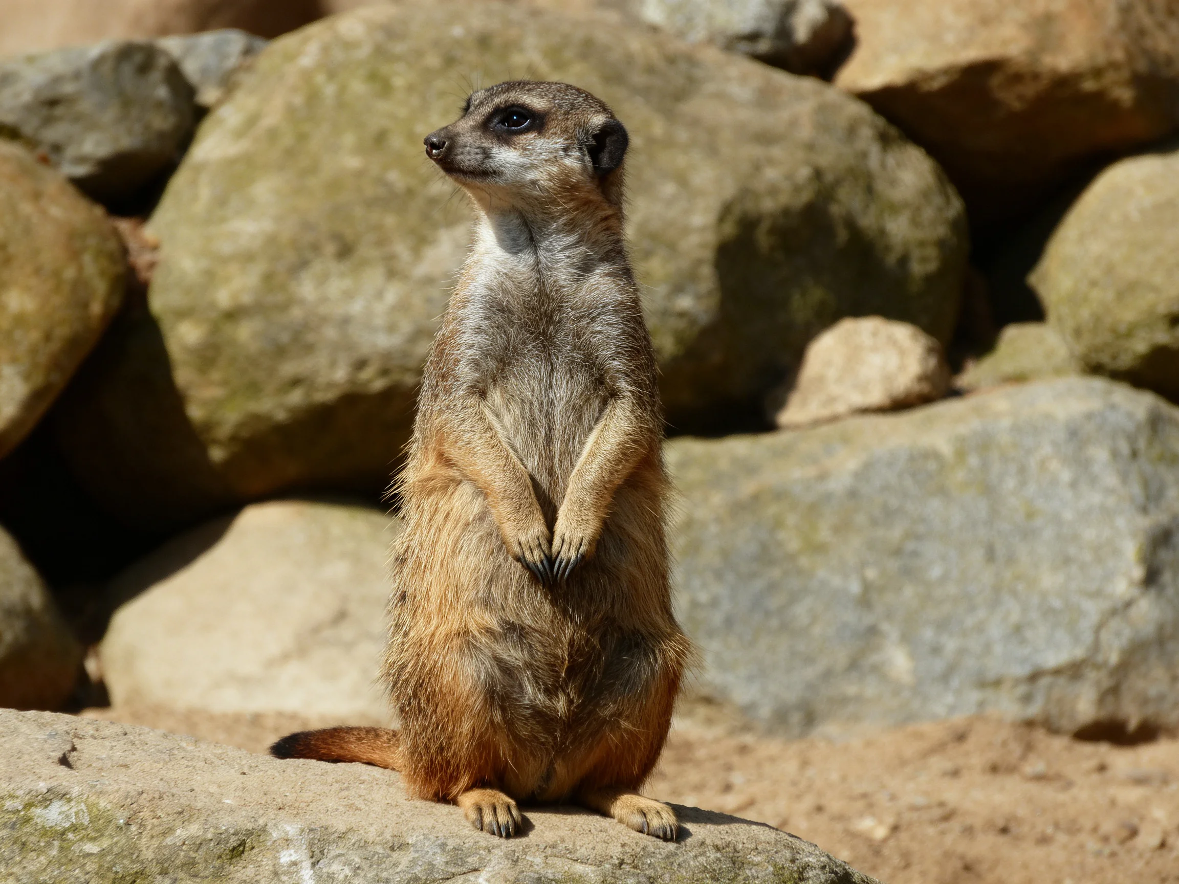 A vigilant meerkat stands atop a large gray rock amid earth-toned stones