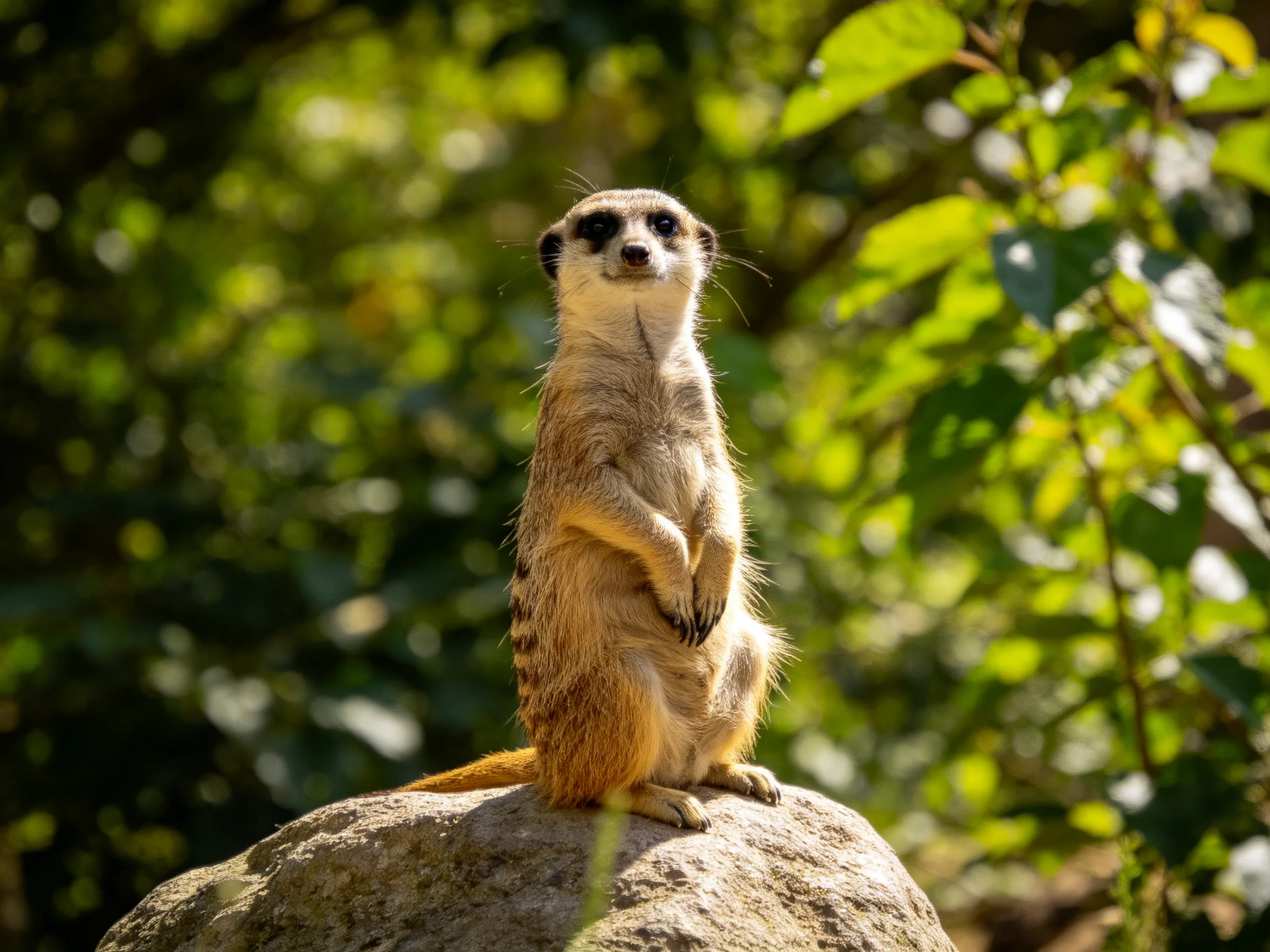 A vigilant meerkat stands atop a large gray rock amid lush greenery