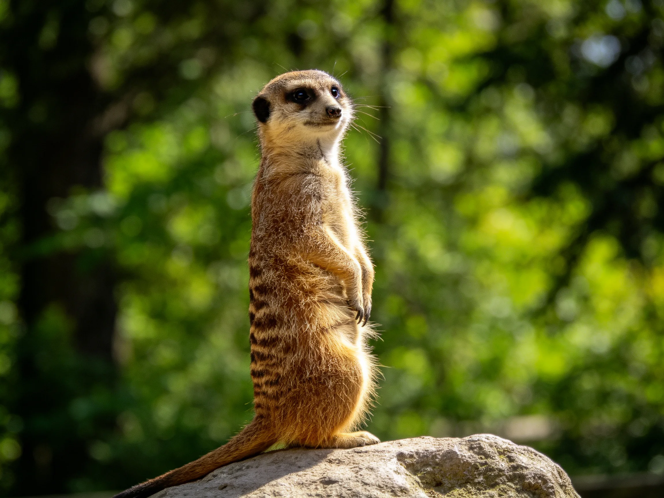 A vigilant meerkat stands atop a large rock amid lush green foliage