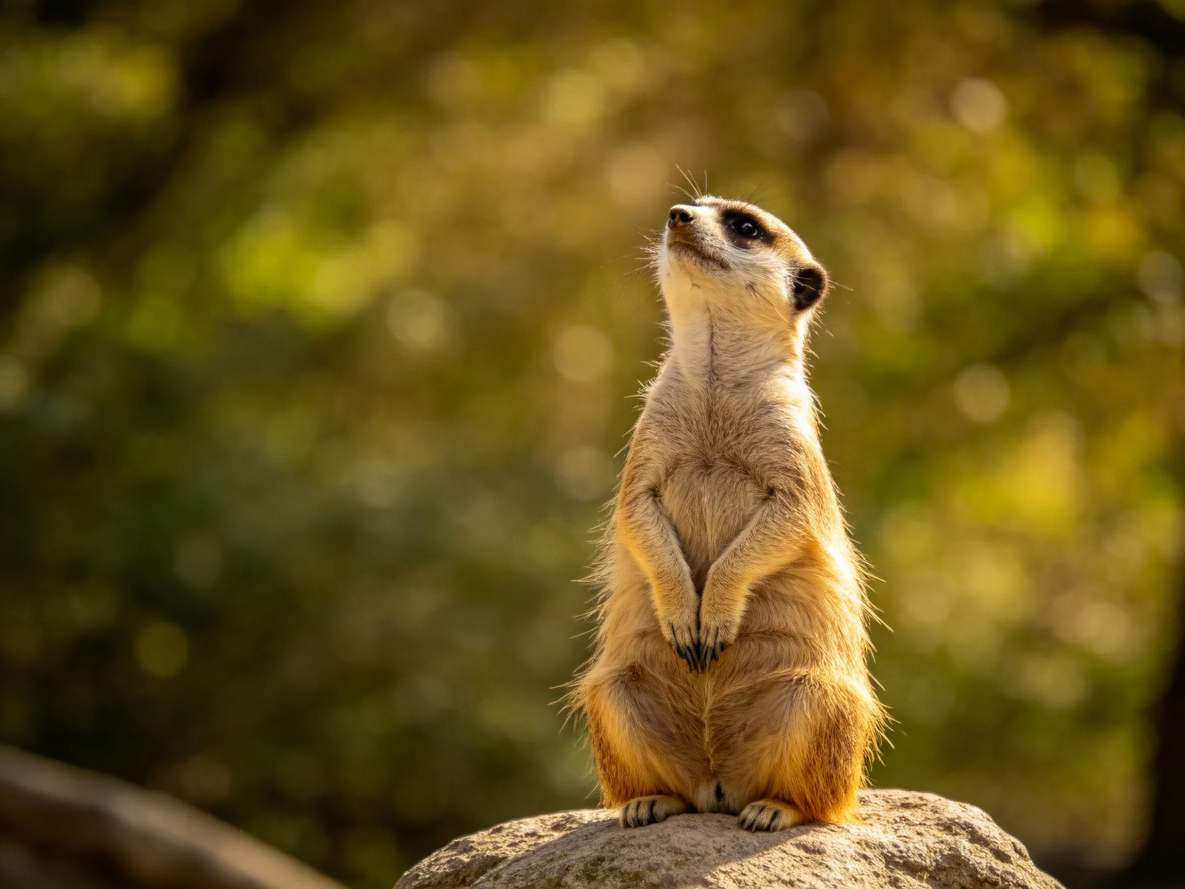 A vigilant meerkat stands atop a large rock in golden light