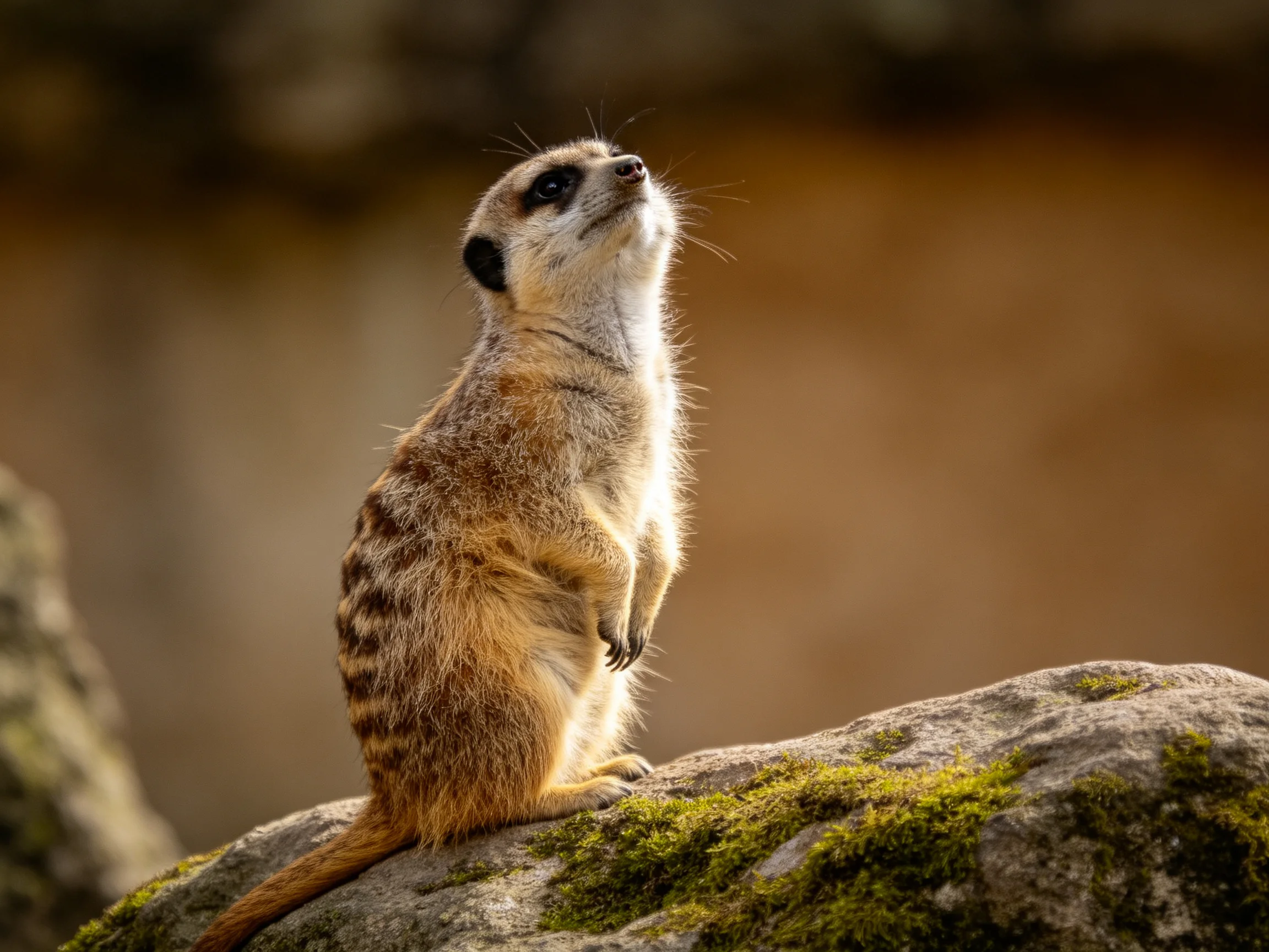 A vigilant meerkat stands atop a moss-covered stone formation