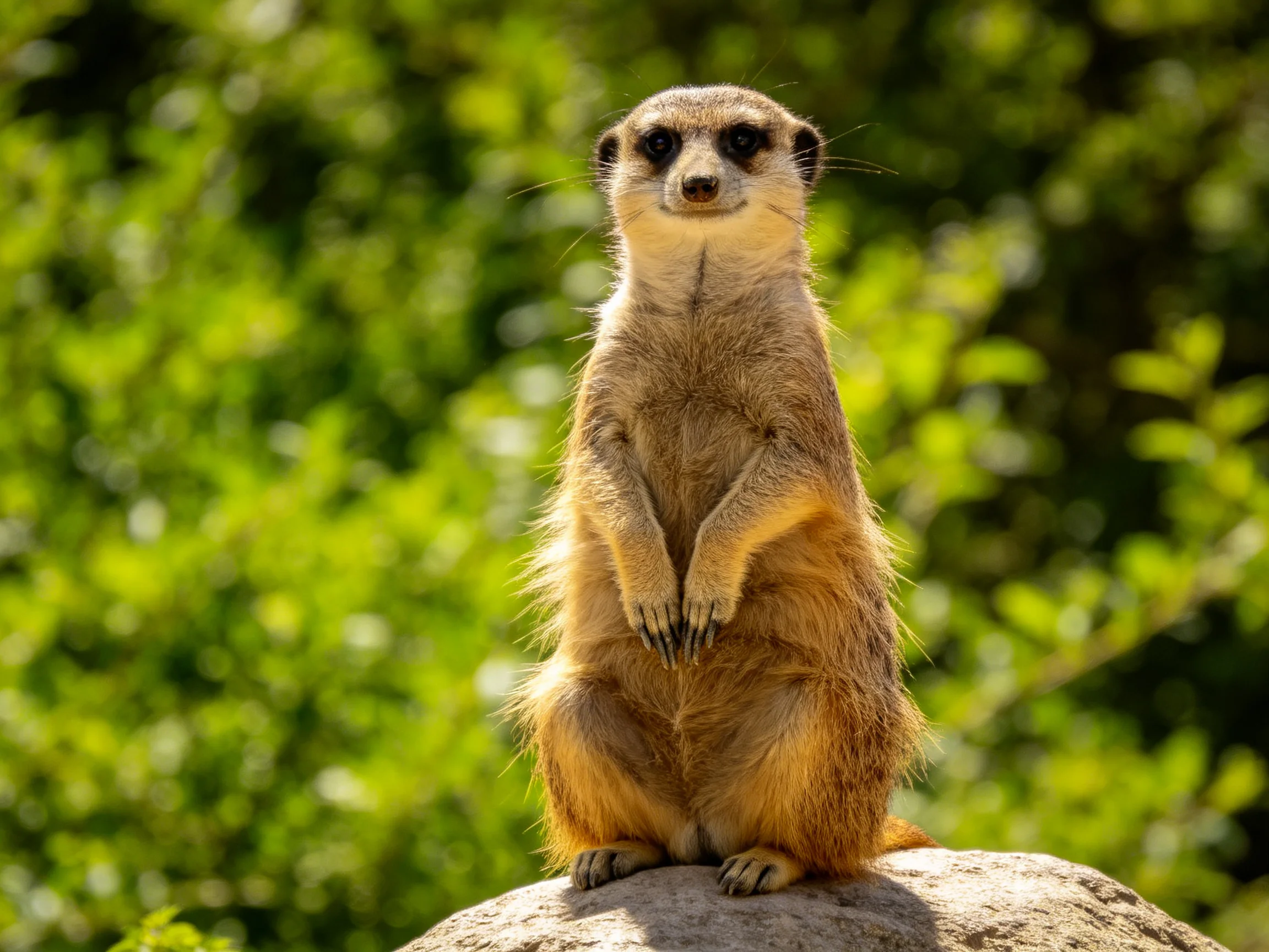 A vigilant meerkat stands atop a rock amid lush green foliage