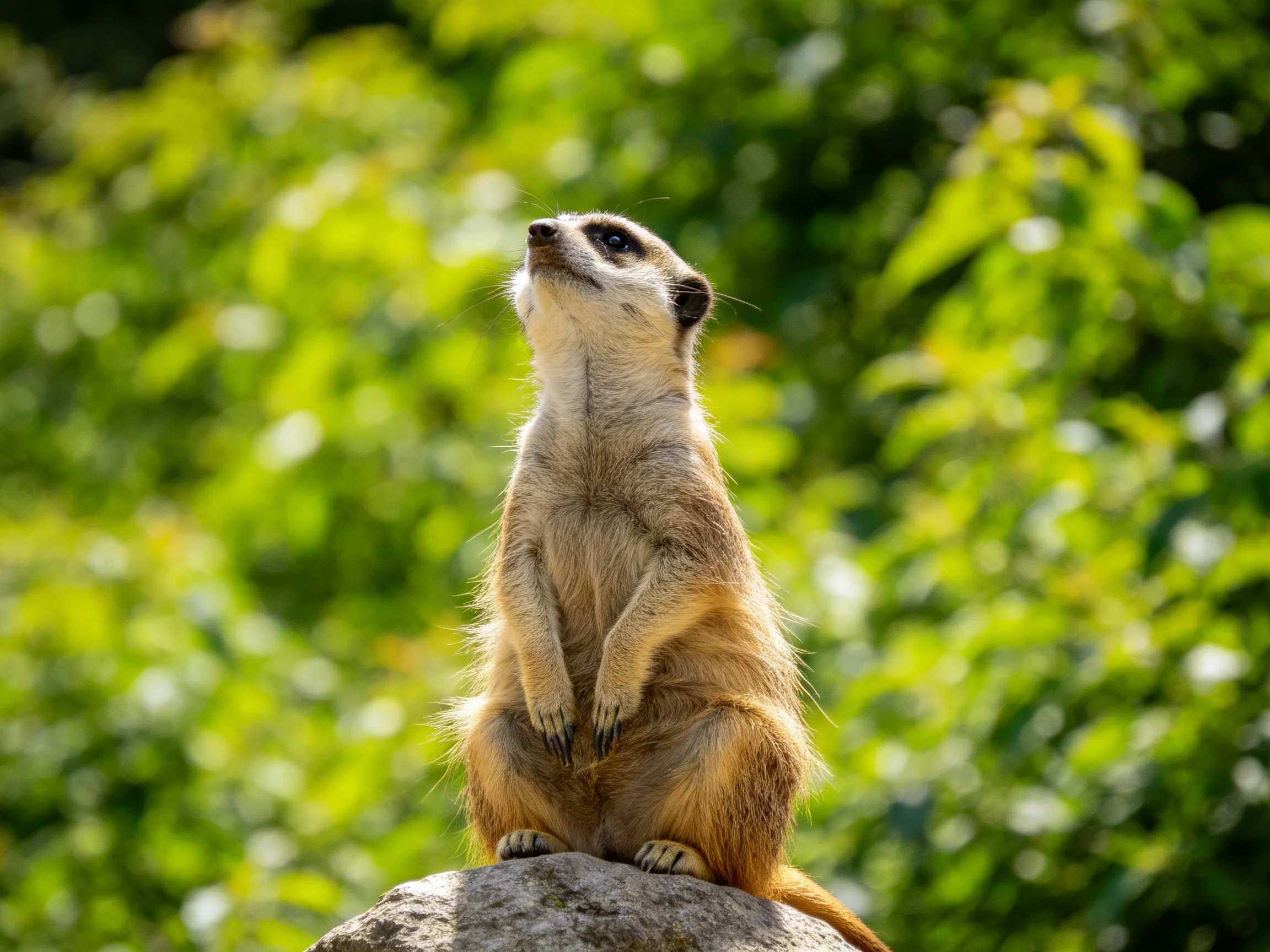 A vigilant meerkat stands atop a rock amid lush green foliage