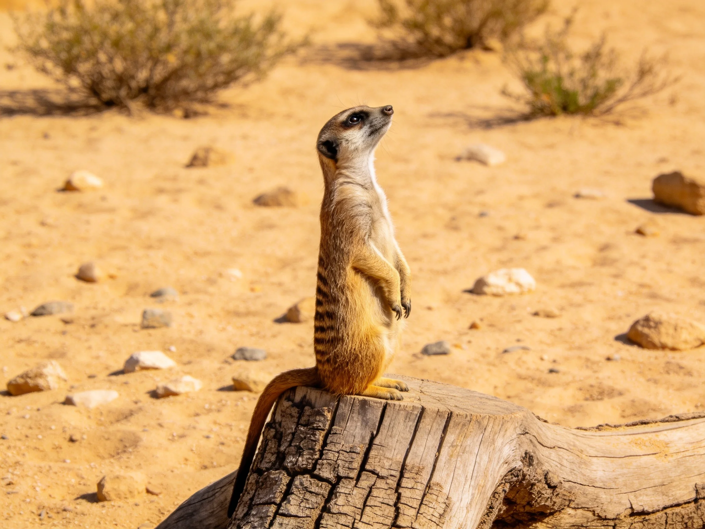 A vigilant meerkat stands atop a weathered log in a sandy desert landscape