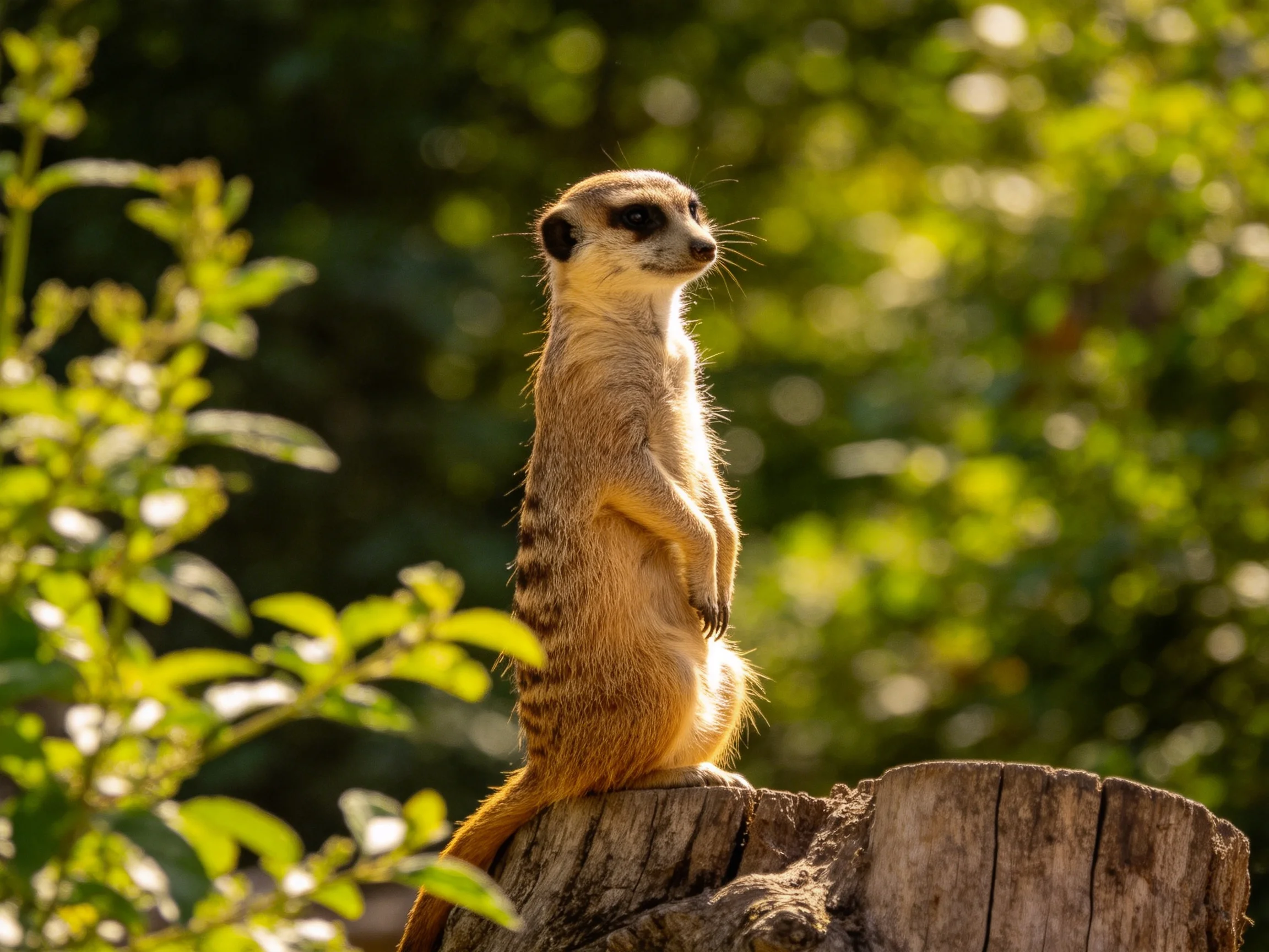 A vigilant meerkat stands atop a weathered tree stump amid lush green foliage