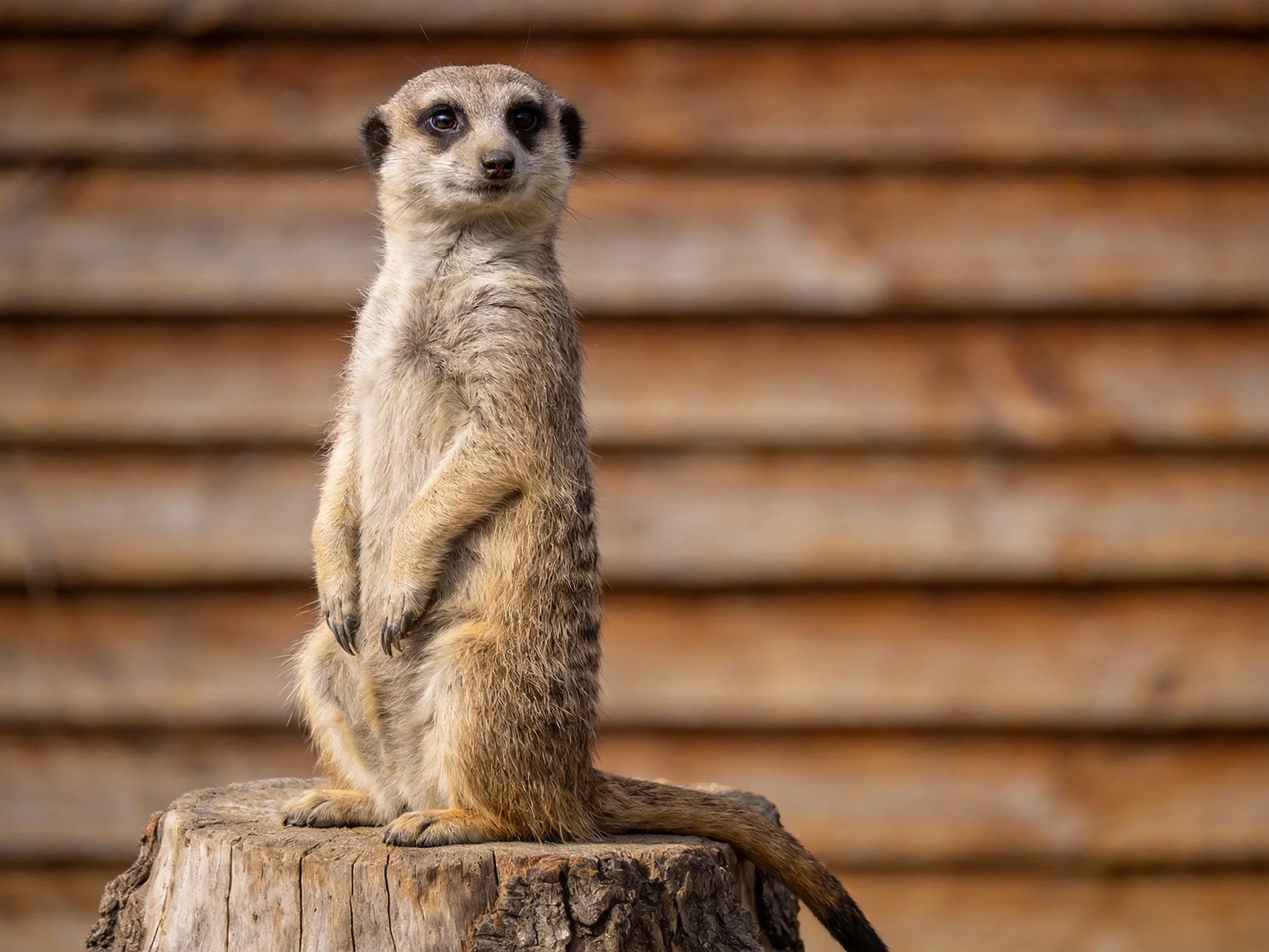 A vigilant meerkat stands atop a weathered wooden stump near a brown shingled wall