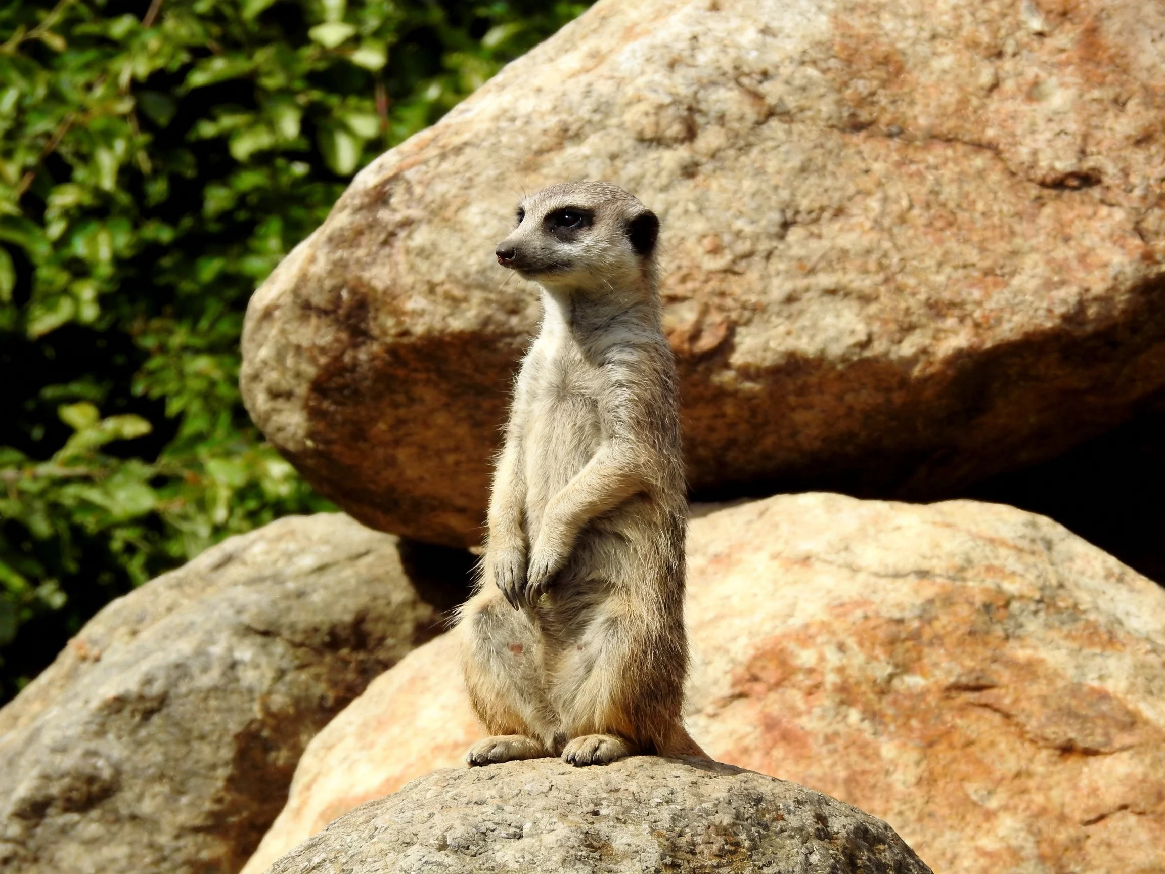 A vigilant meerkat stands atop large brown rocks near green foliage