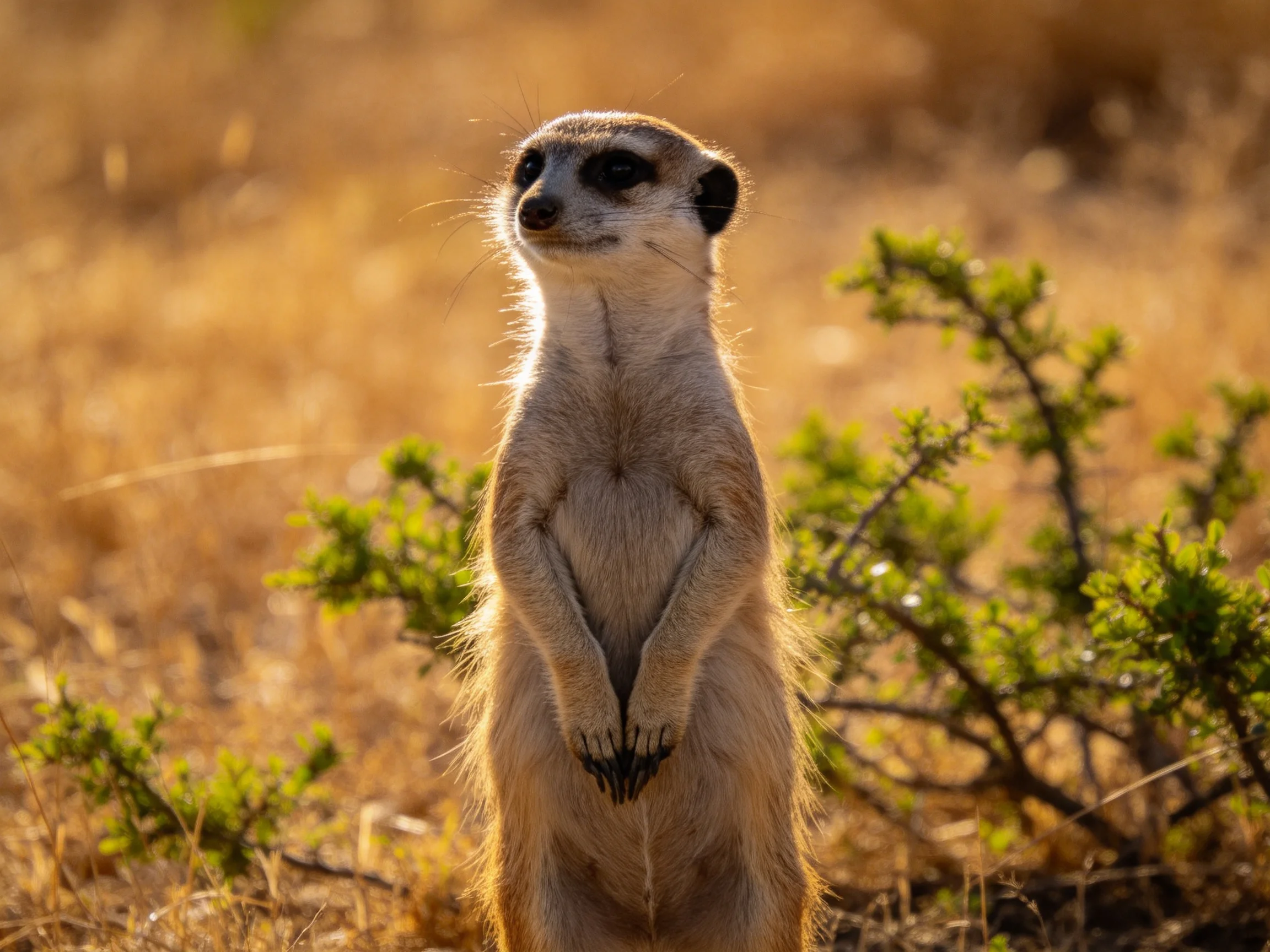 A vigilant meerkat stands in golden savannah near green shrubs