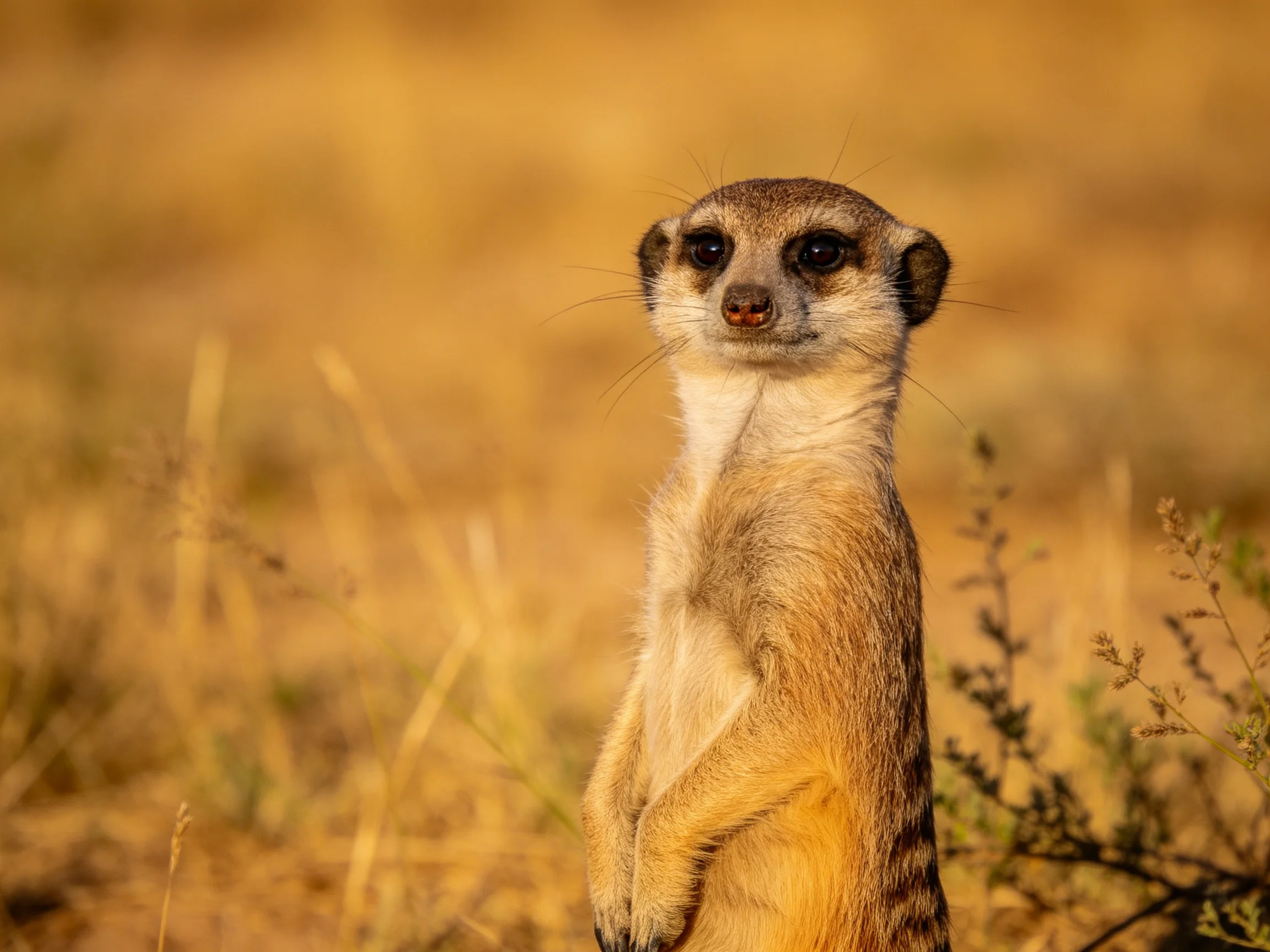 A vigilant meerkat stands in sunlit golden savannah