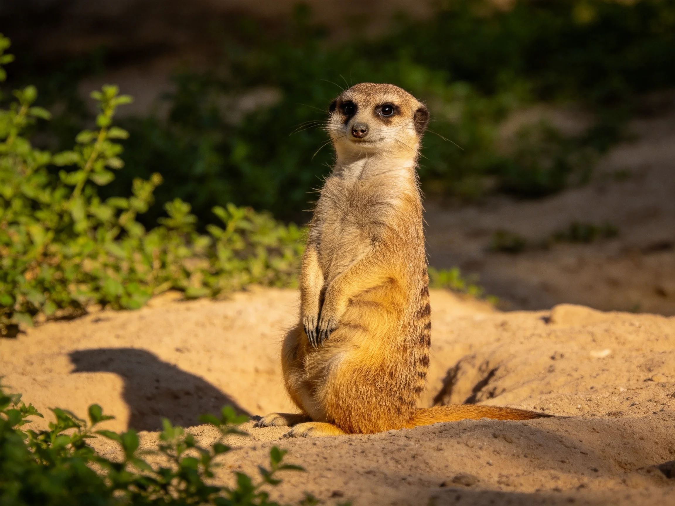 A vigilant meerkat stands on sandy ground near lush greenery