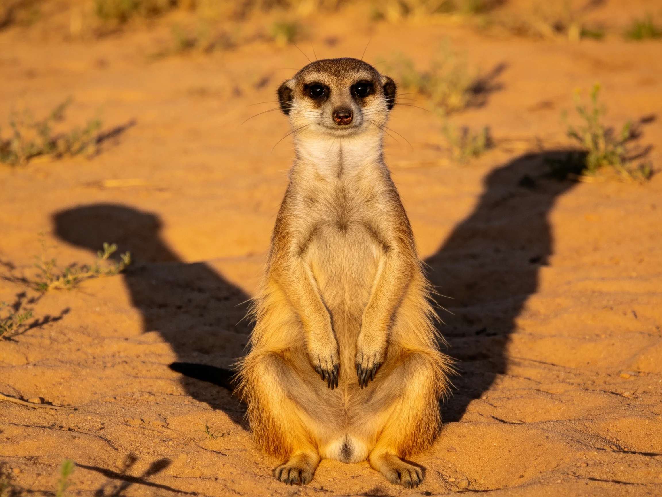 A vigilant meerkat stands on sun-baked golden sand with extended shadows