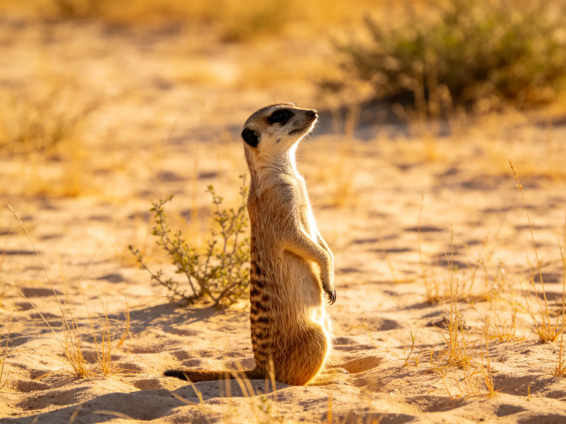A vigilant meerkat stands on sun-baked sand amid golden shrubs