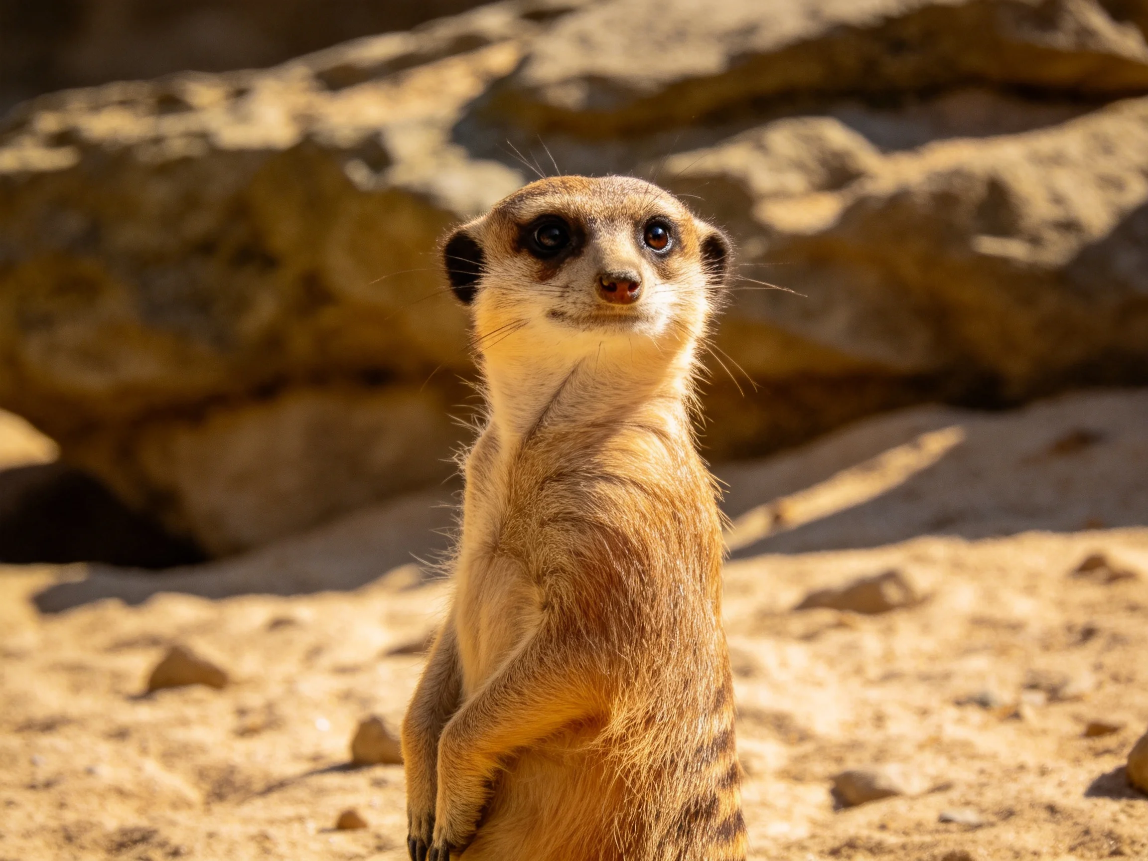 A vigilant meerkat stands on sunlit sandy terrain near large brown rocks