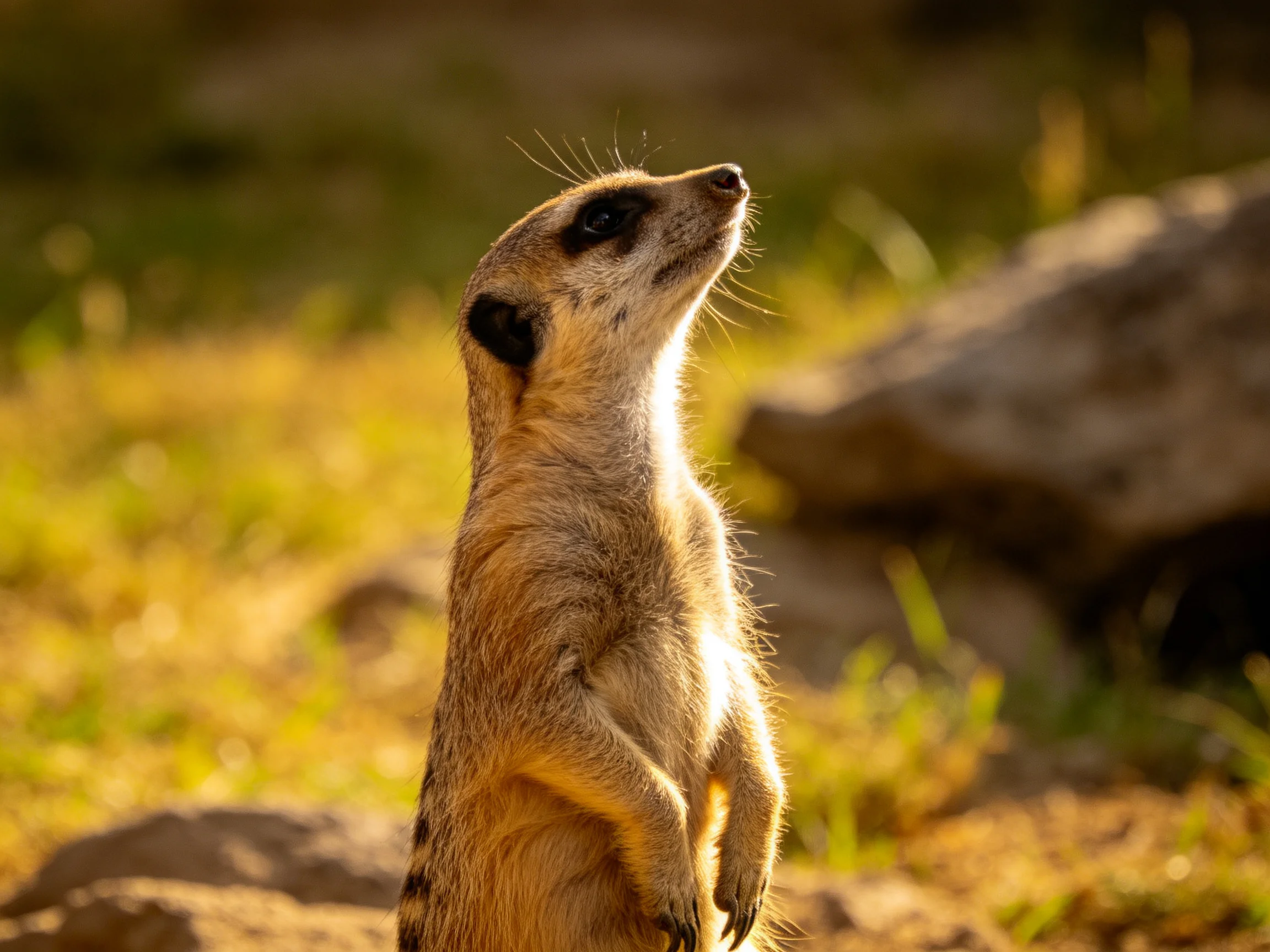 A vigilant meerkat stands tall in a sun-drenched rocky landscape