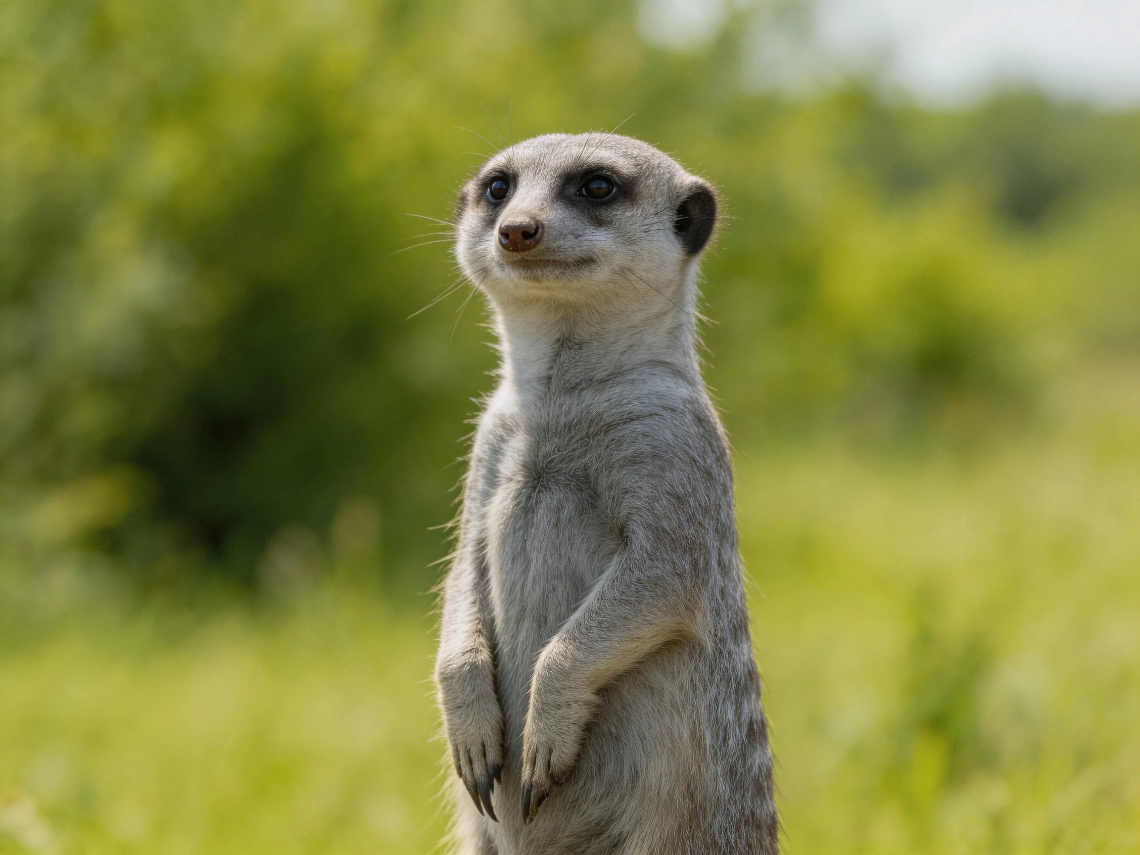 A vigilant meerkat stands tall in a sunlit green landscape