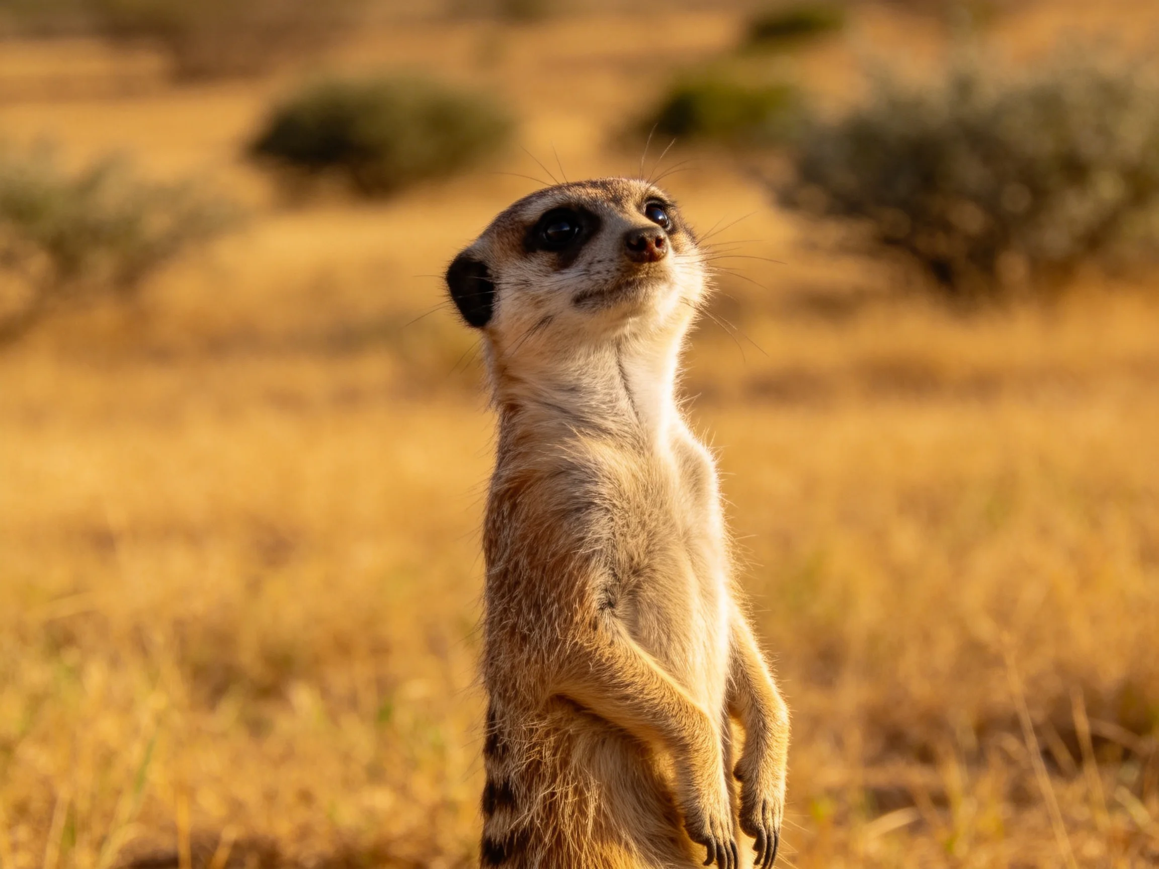 A vigilant meerkat stands tall in a sunlit savannah landscape