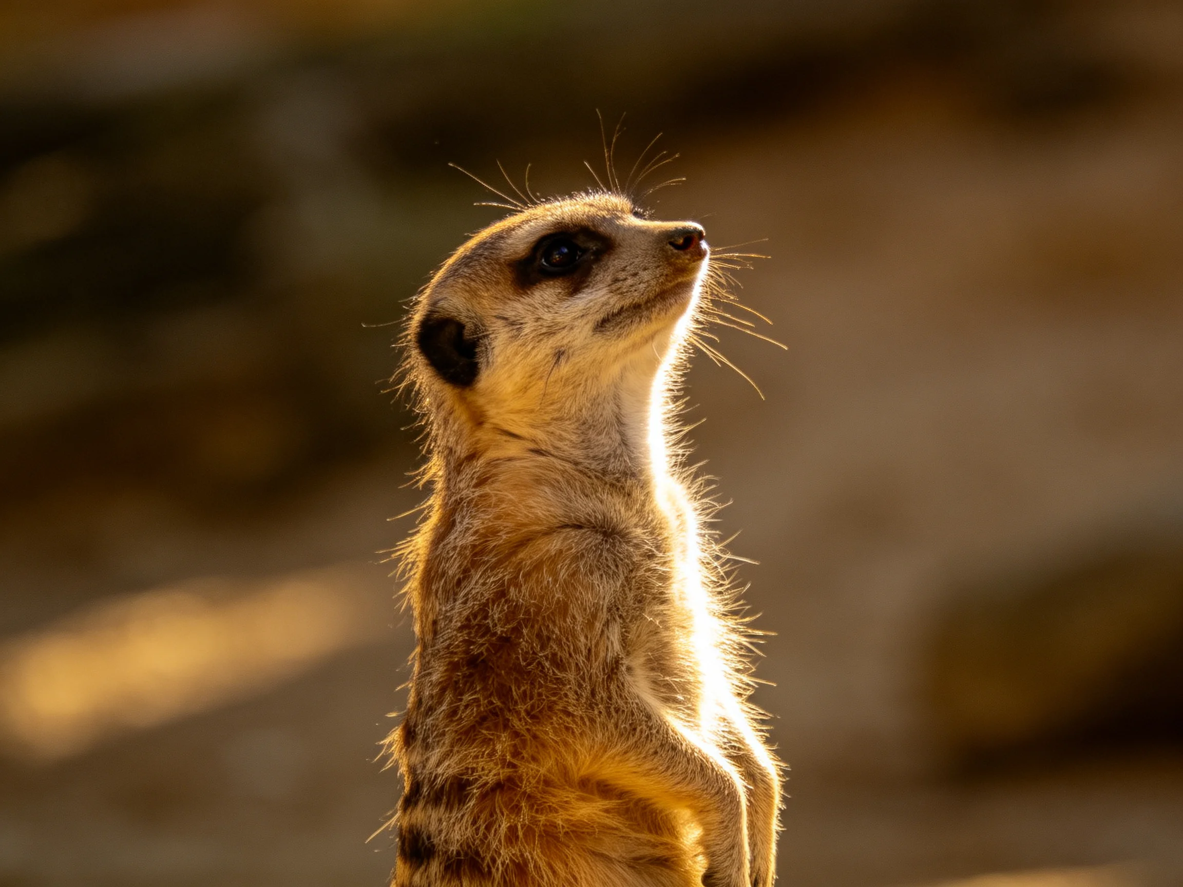 A vigilant meerkat stands tall in warm, golden sunlight