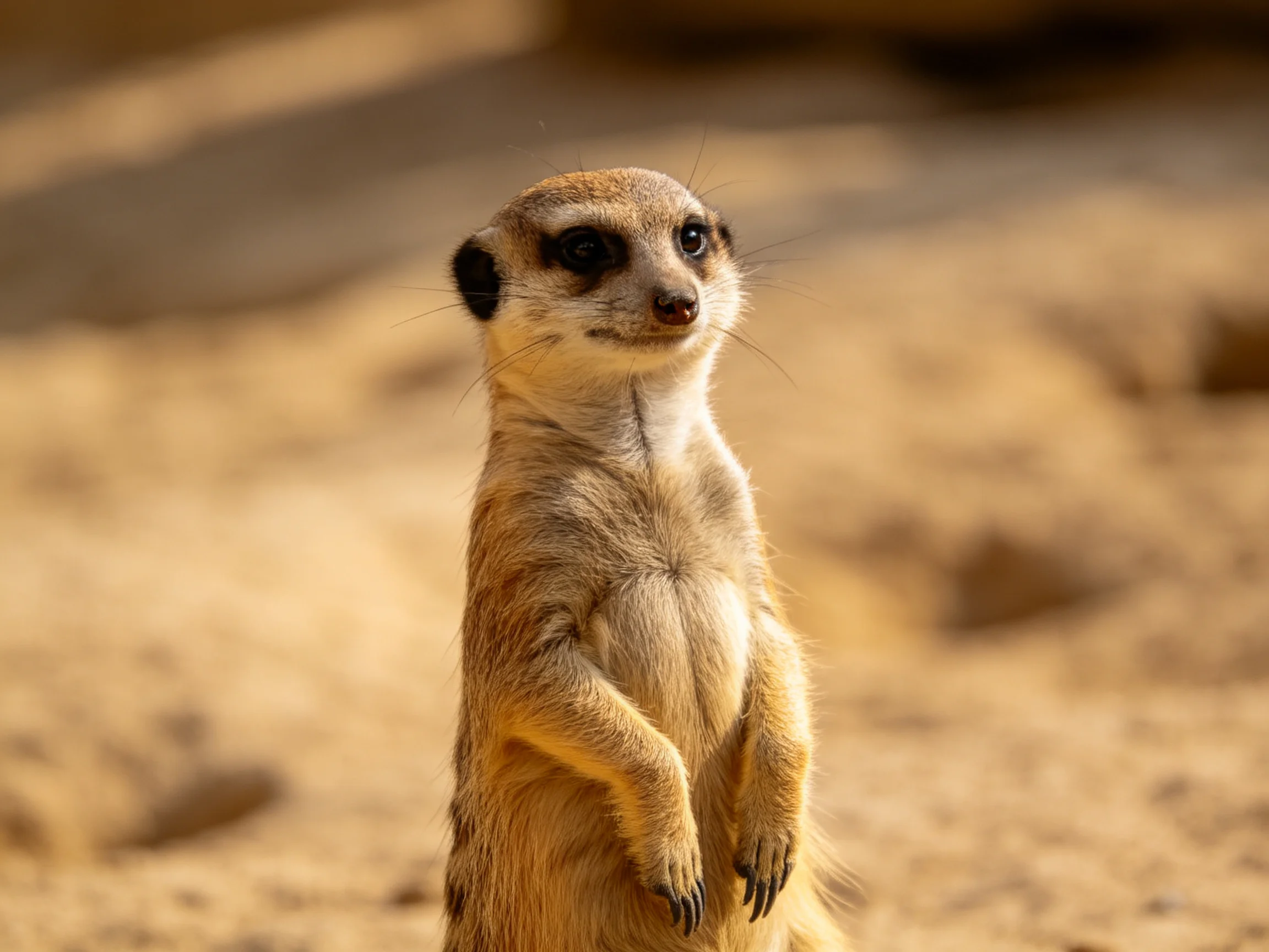 A vigilant meerkat stands tall on sunlit sandy terrain