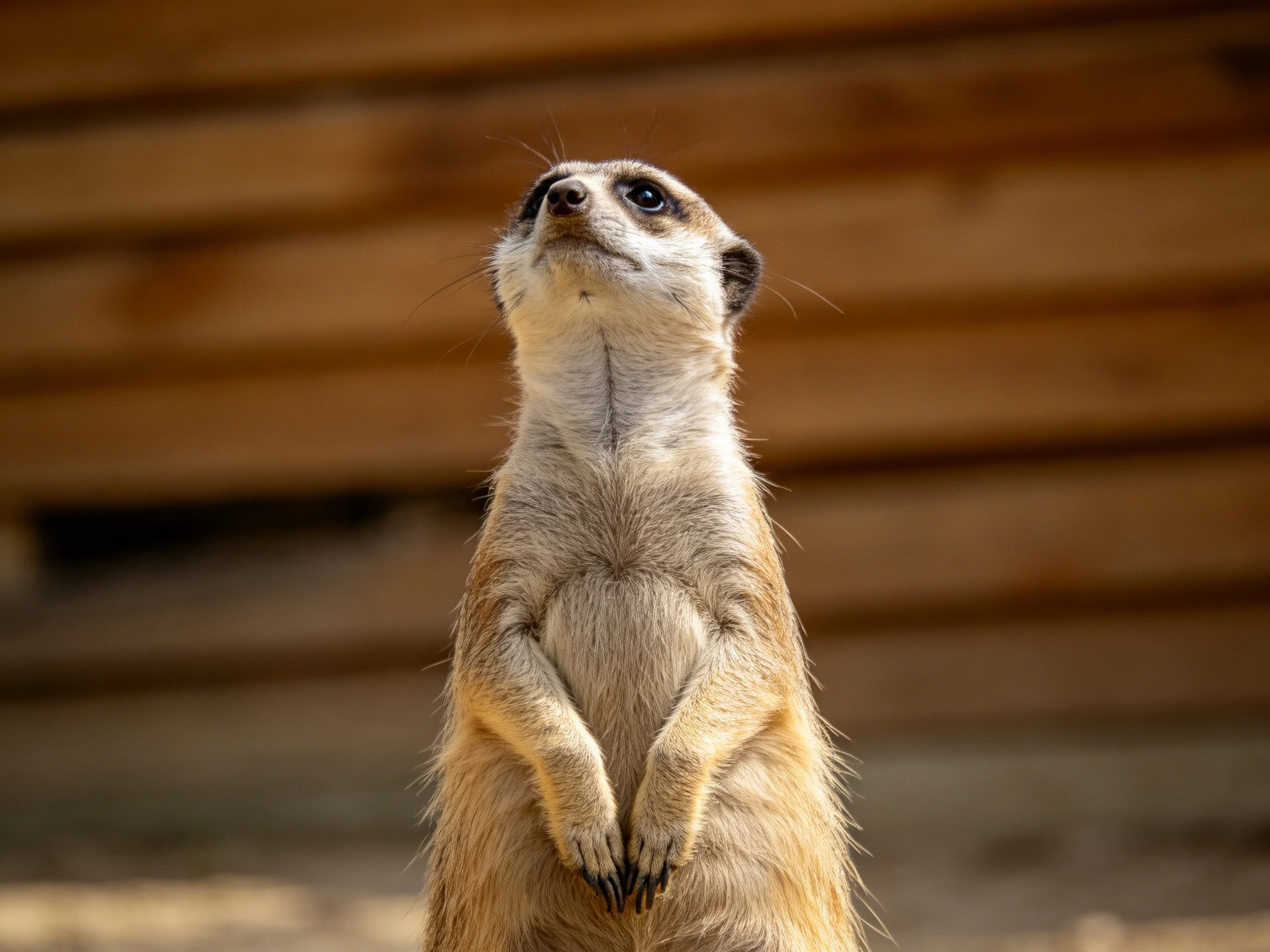 A vigilant meerkat stands upright against wooden planks