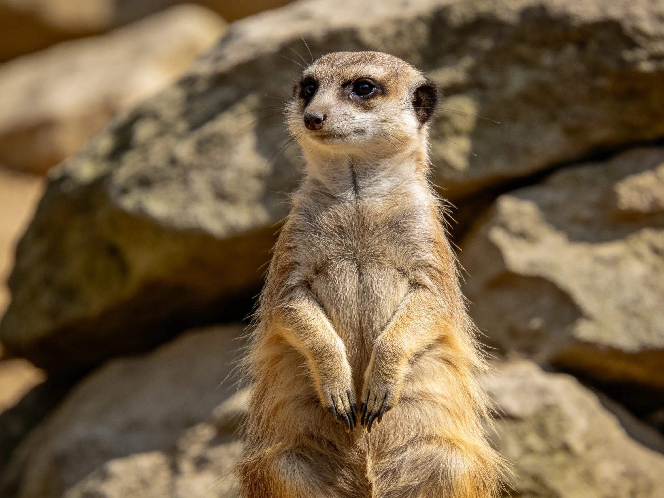 A vigilant meerkat stands upright amid large rocky formations
