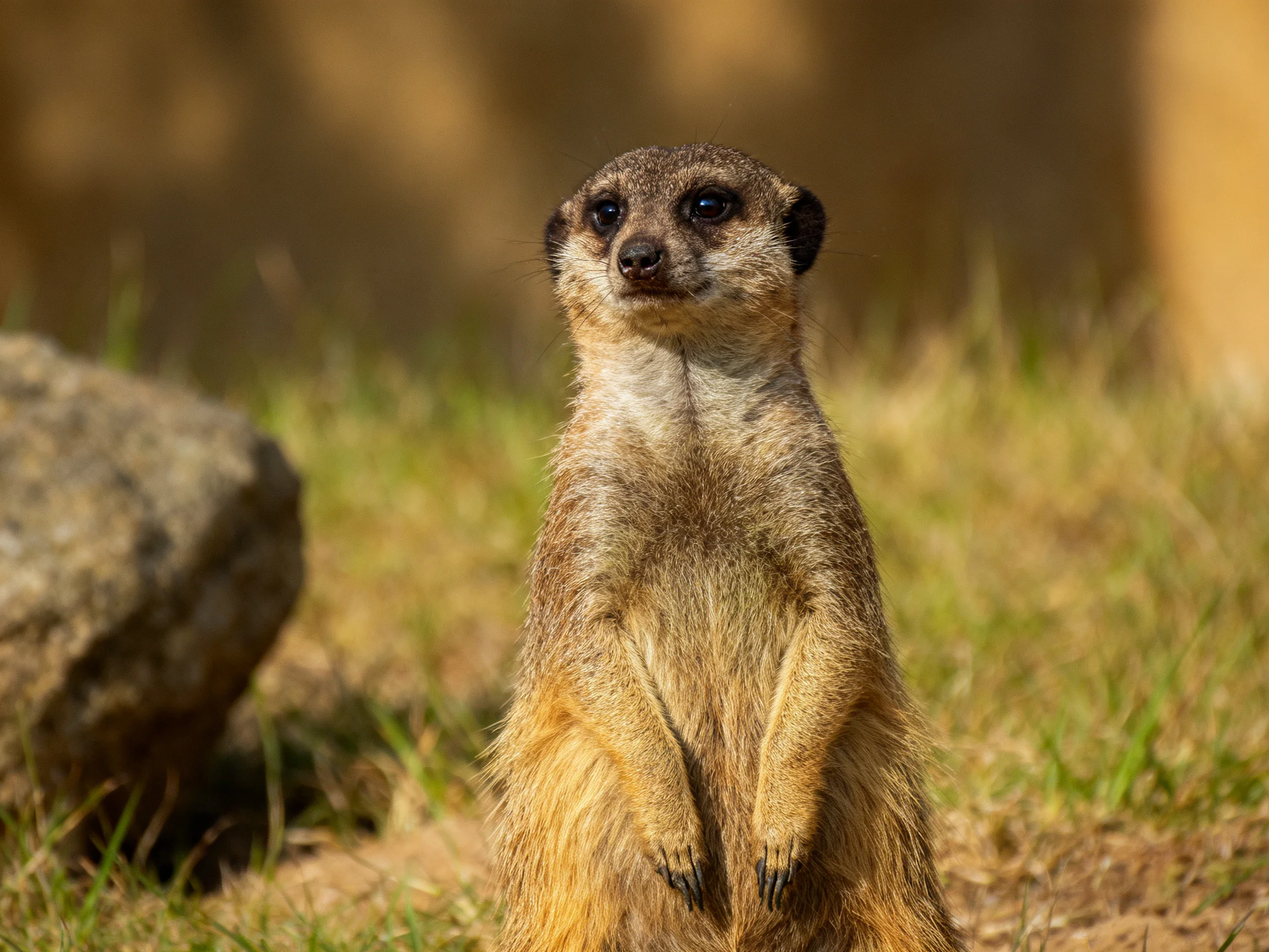 A meerkat stands alert in a grassy area near rocks under bright light.